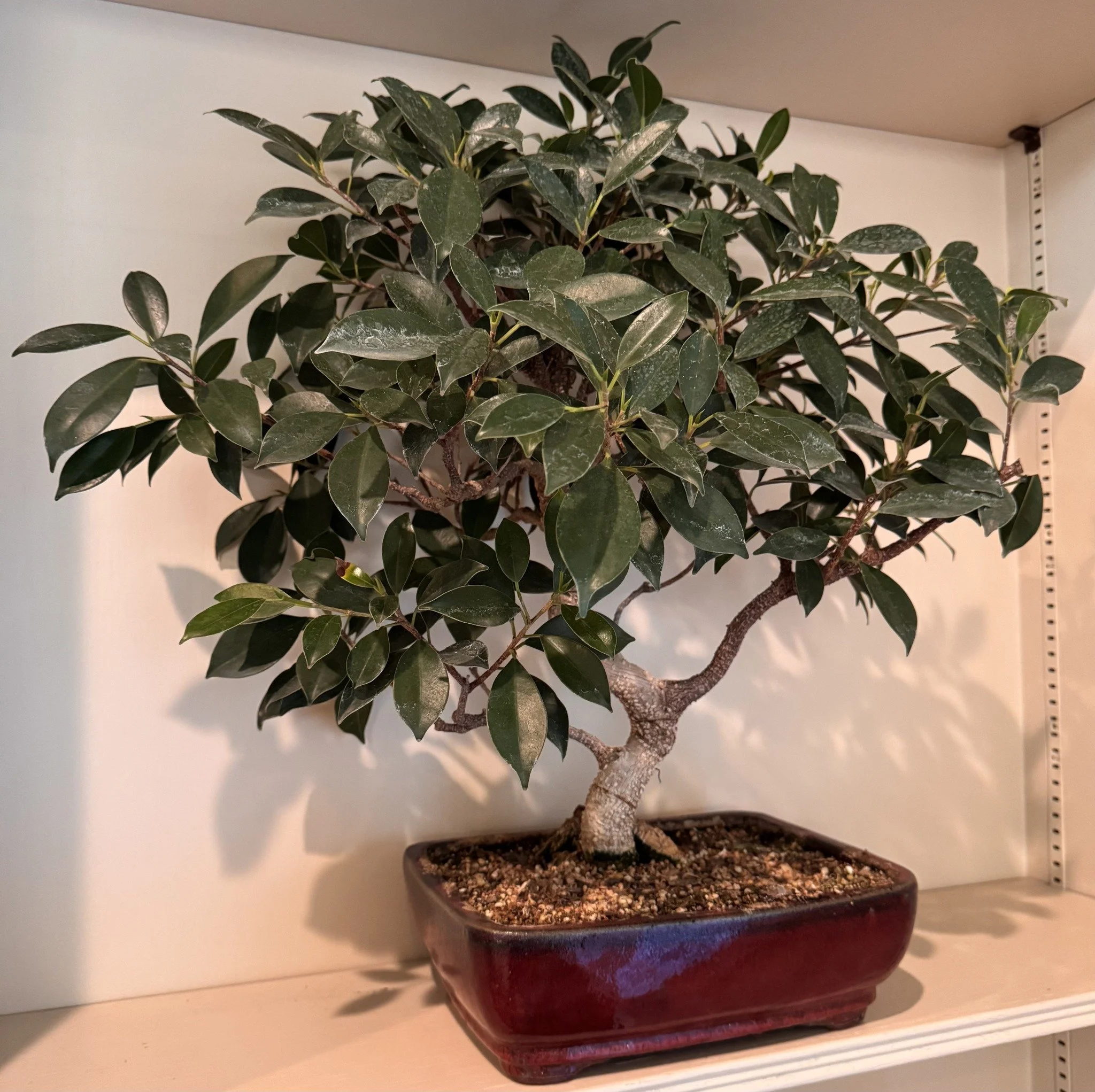 ficus-11-web.jpg