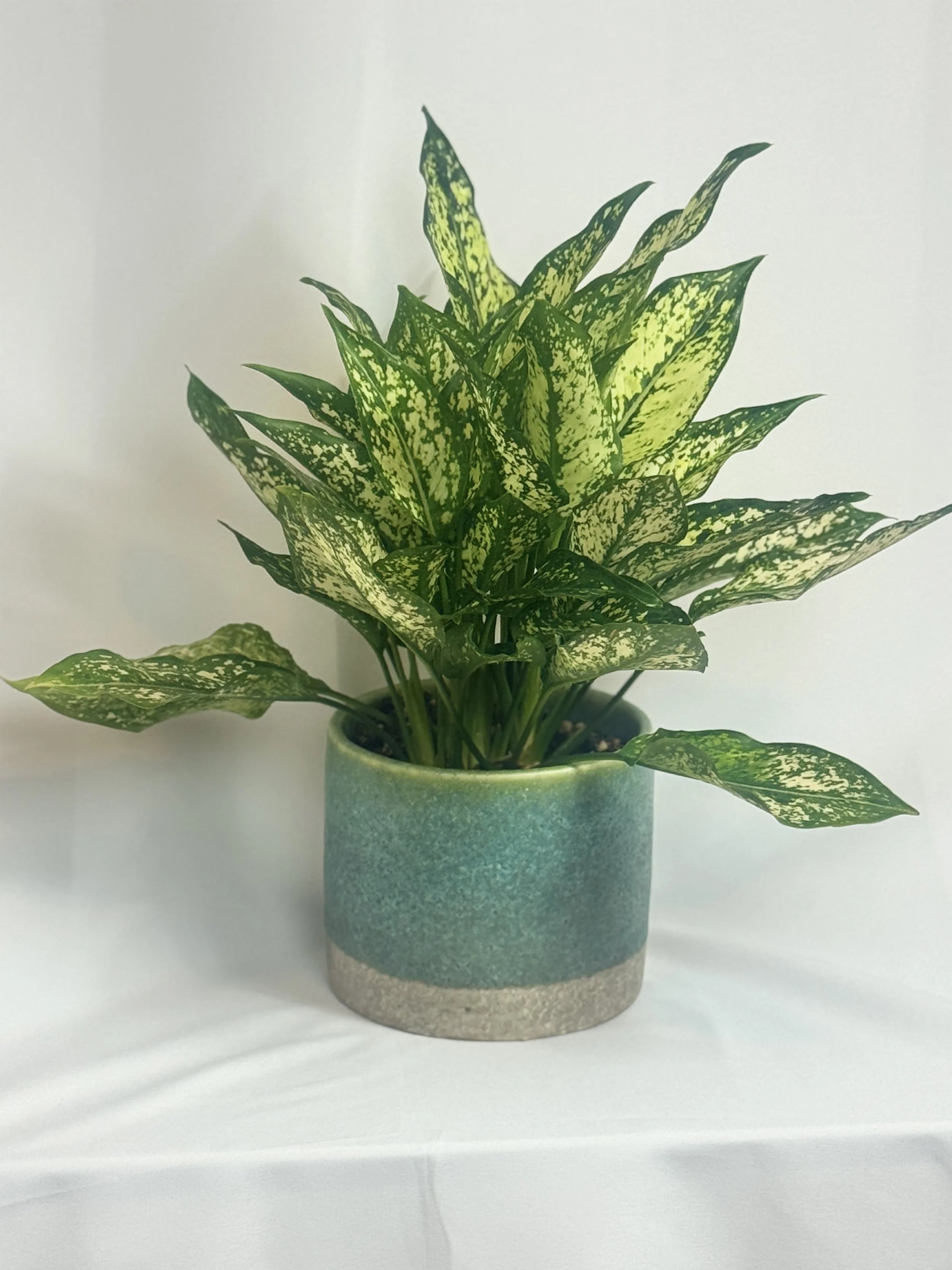 Chinese-Evergreen-1.jpg