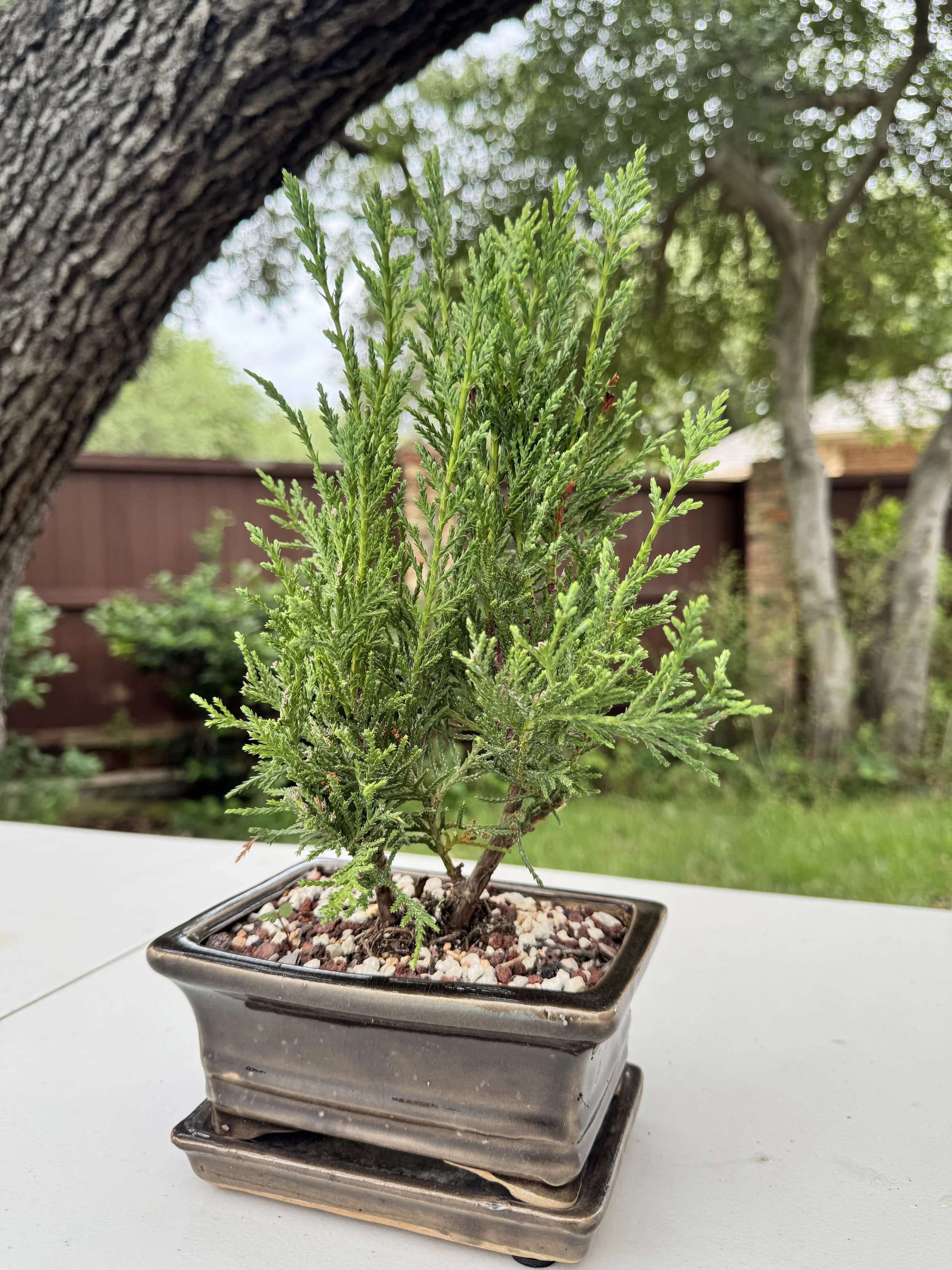 juniper-sea-green-2.JPG