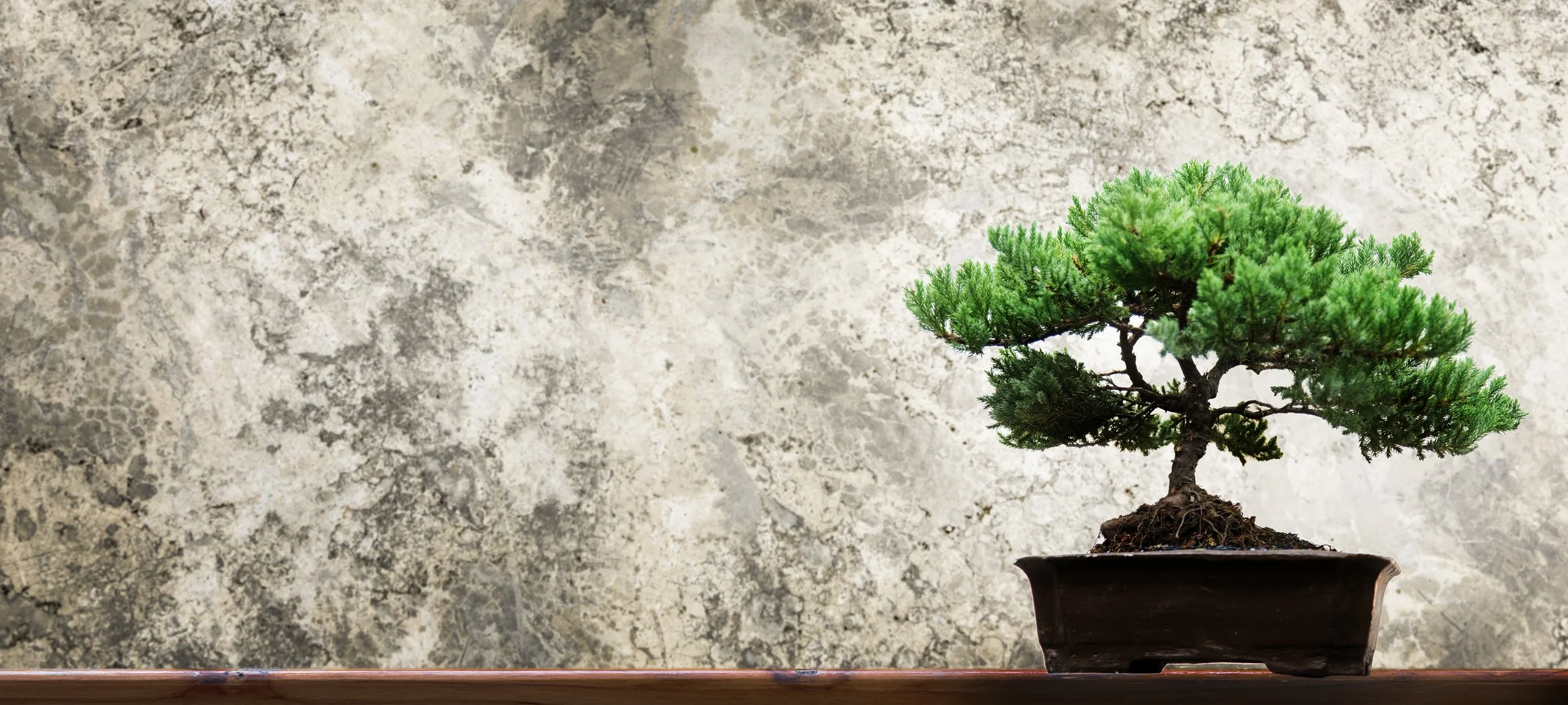 A bonsai tree in a black pot placed on a wooden surface against a textured, light-colored wall.