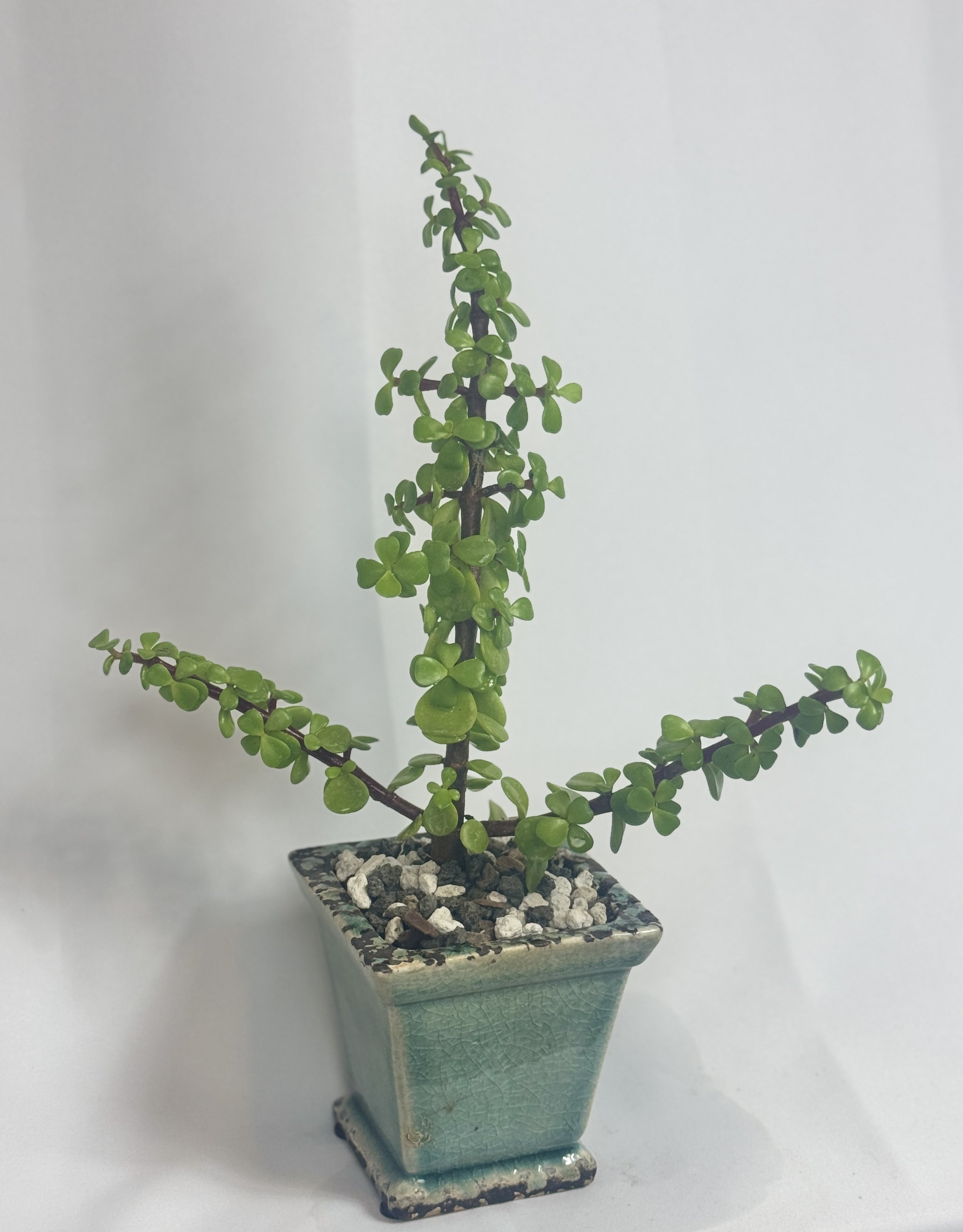 IMG_7934.jpg