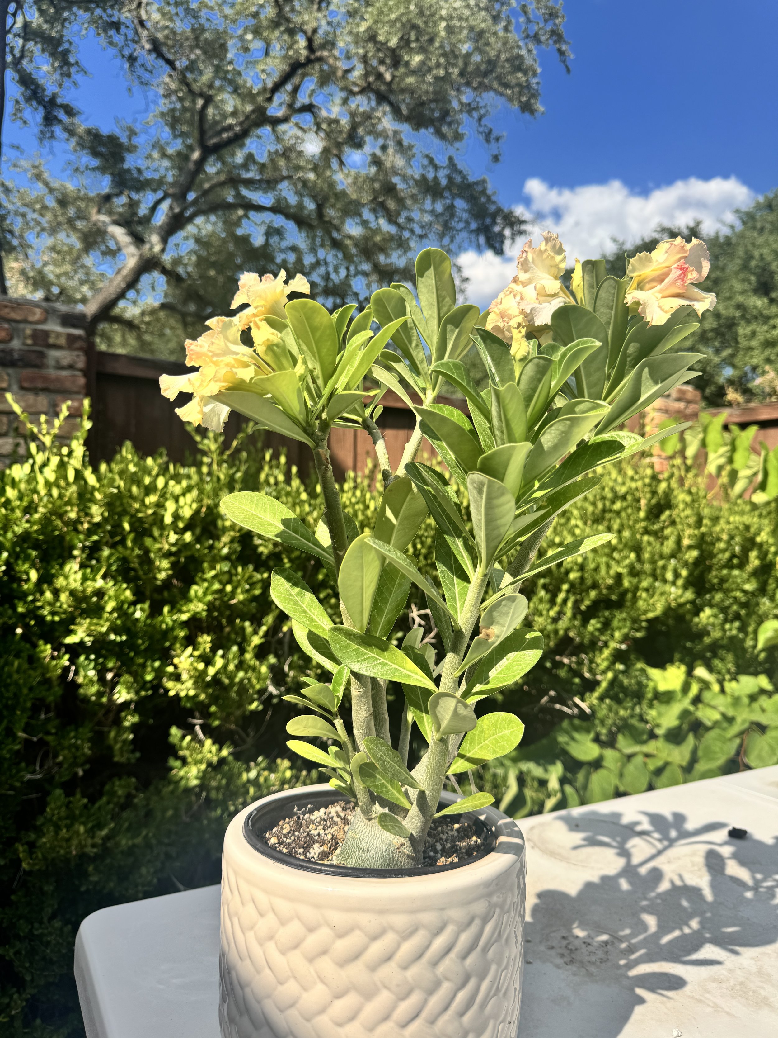 desert-rose-7.JPG