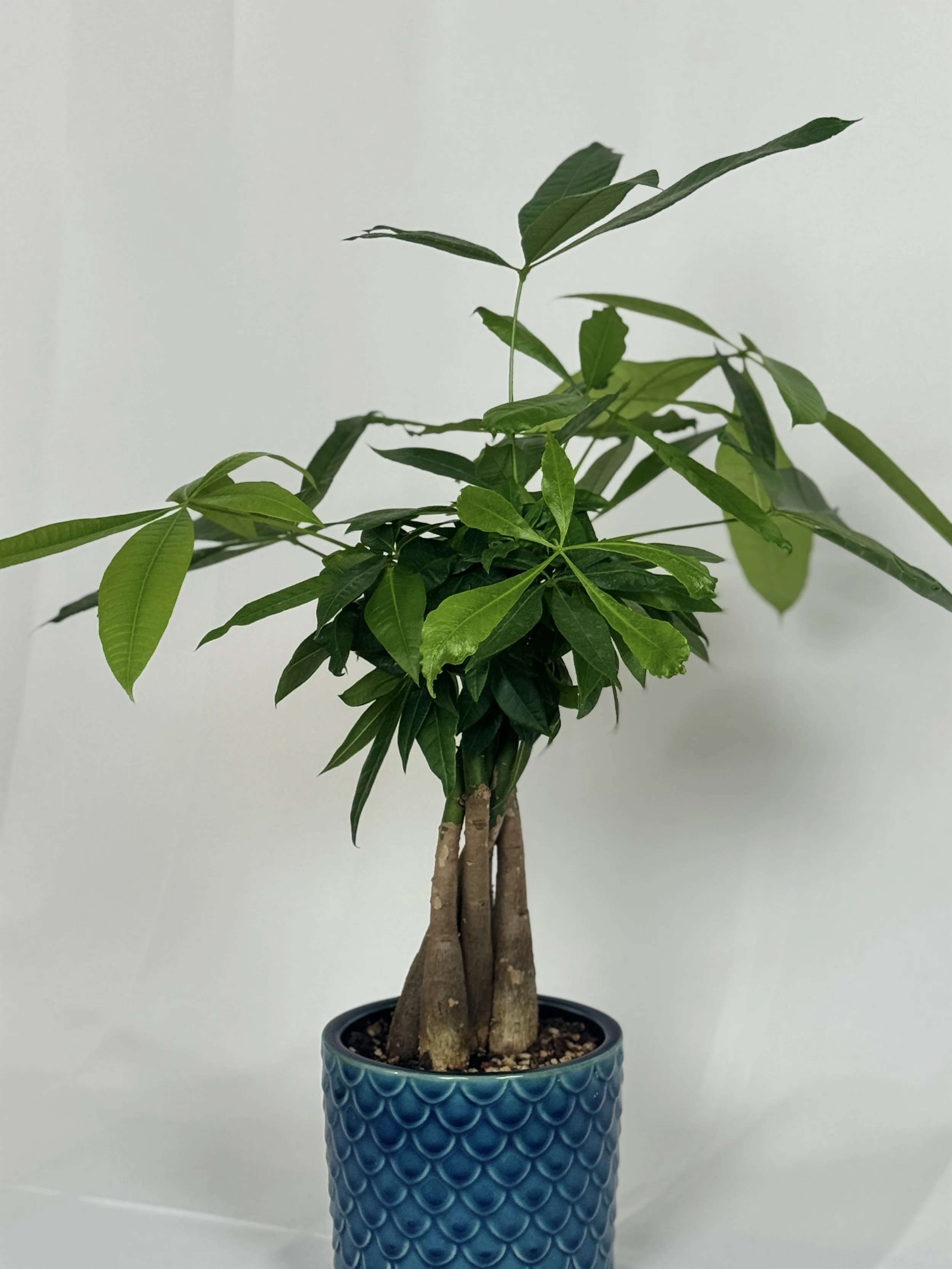 the-money-tree-1.jpg