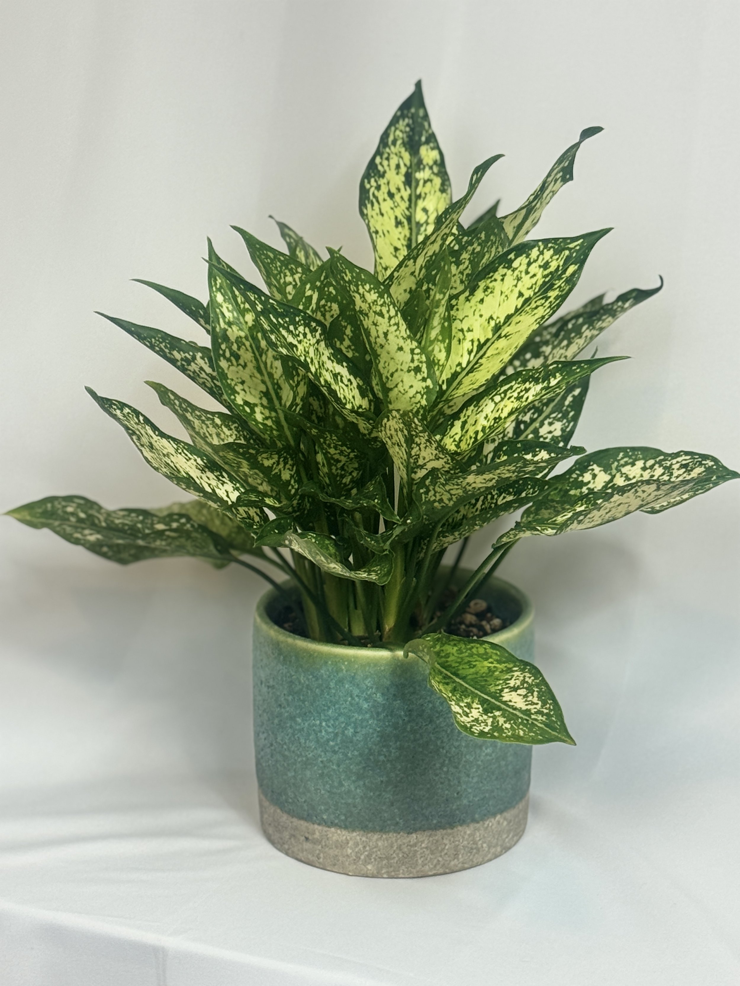 Chinese-Evergreen-4.jpg