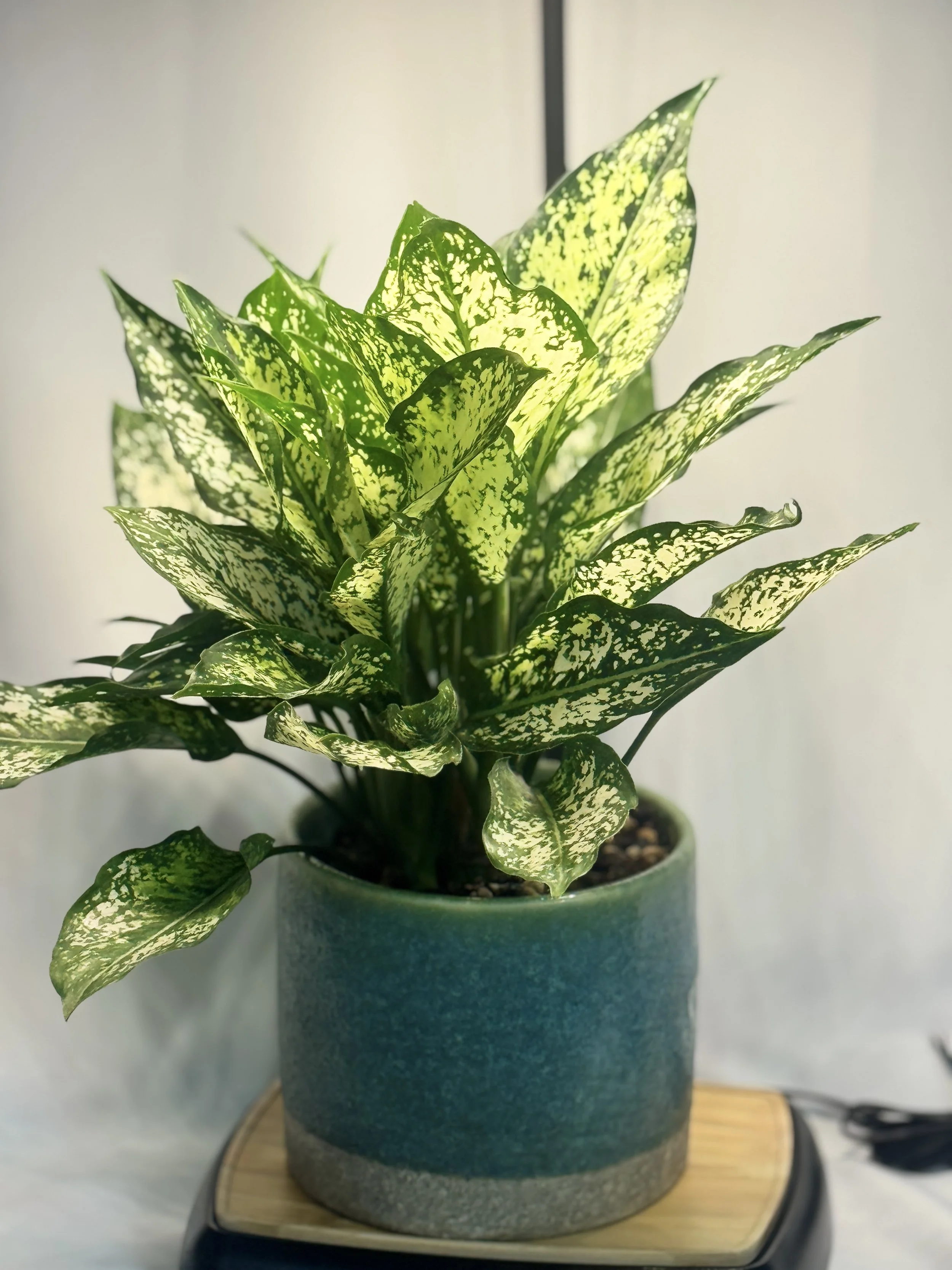 Aglaonema-4.jpg