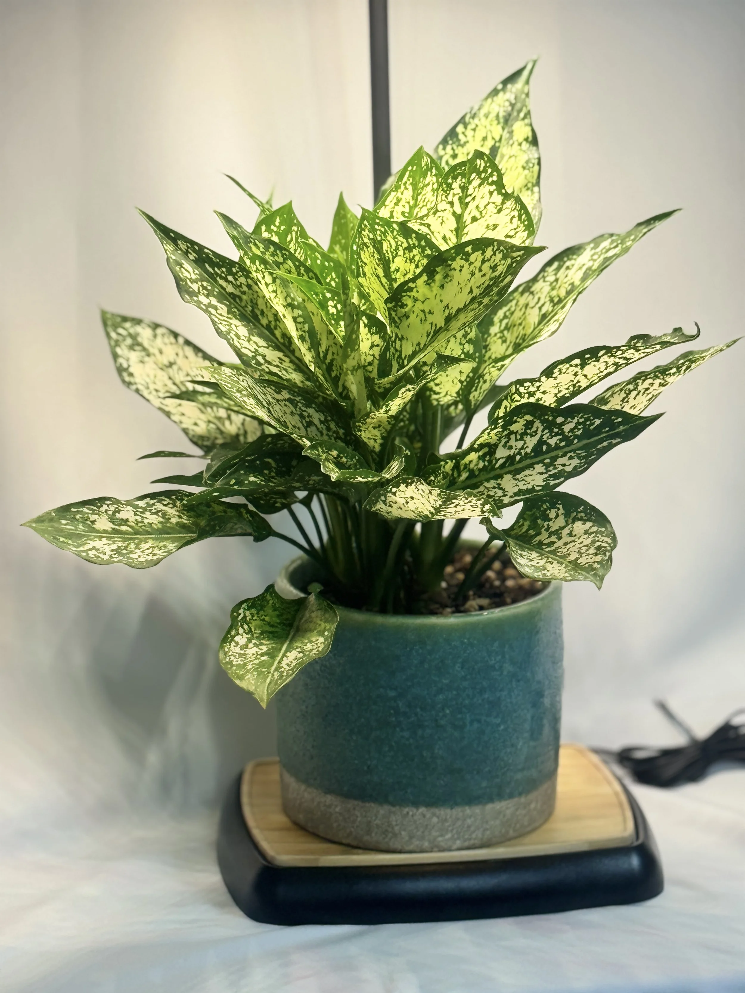 Aglaonema-1.jpg