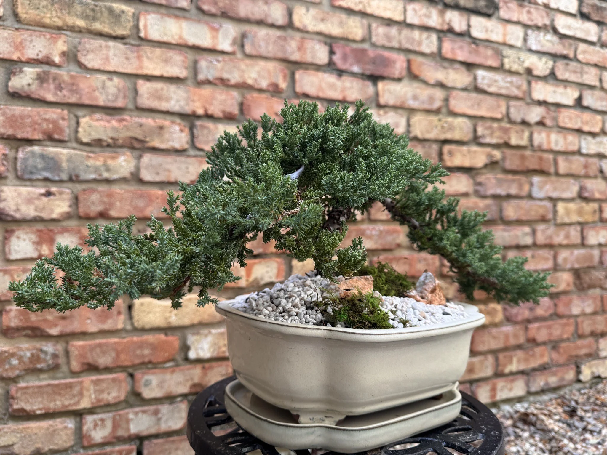 Juniper Bonsai