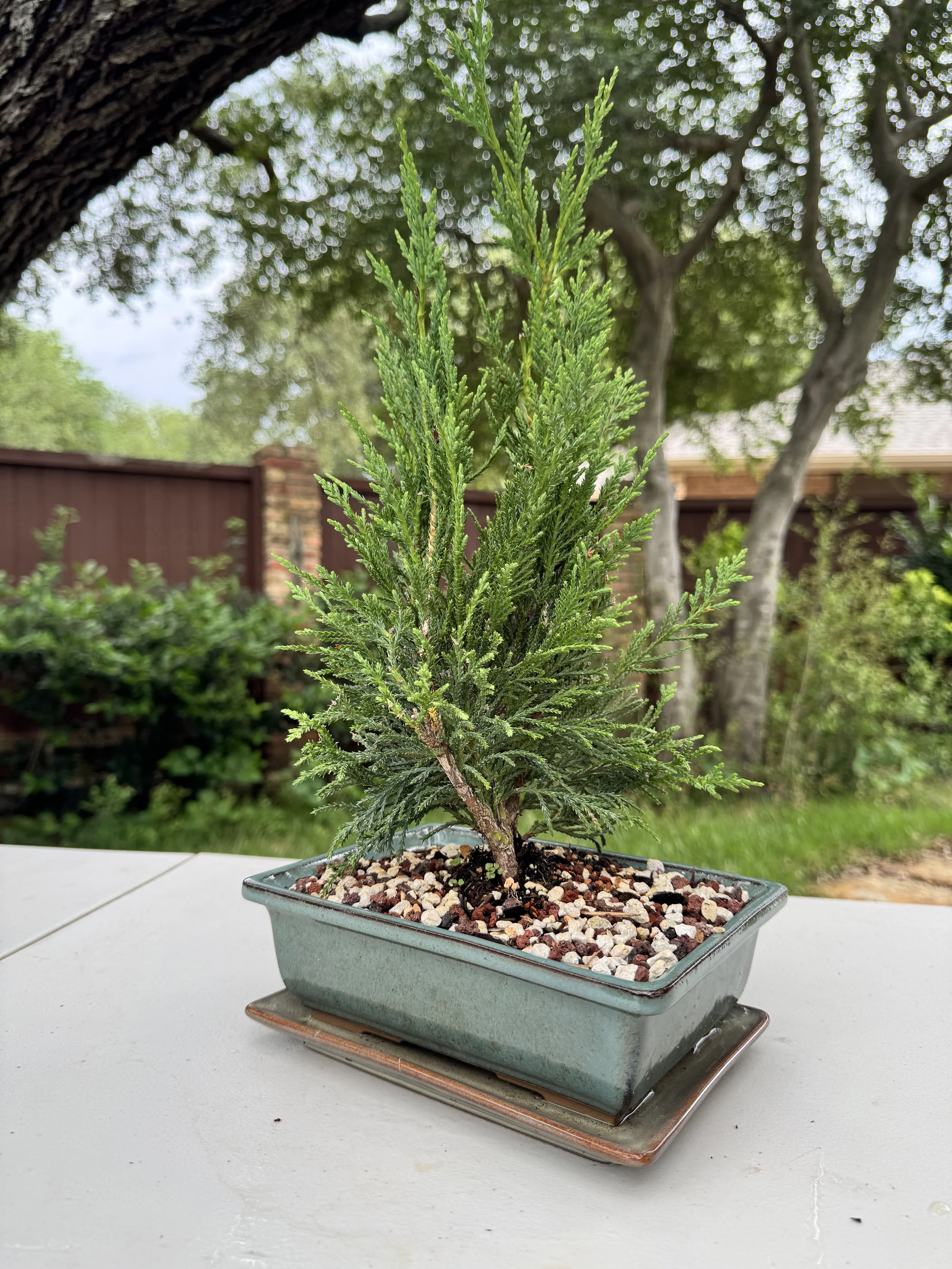 2-juniper-sea-green-3.JPG