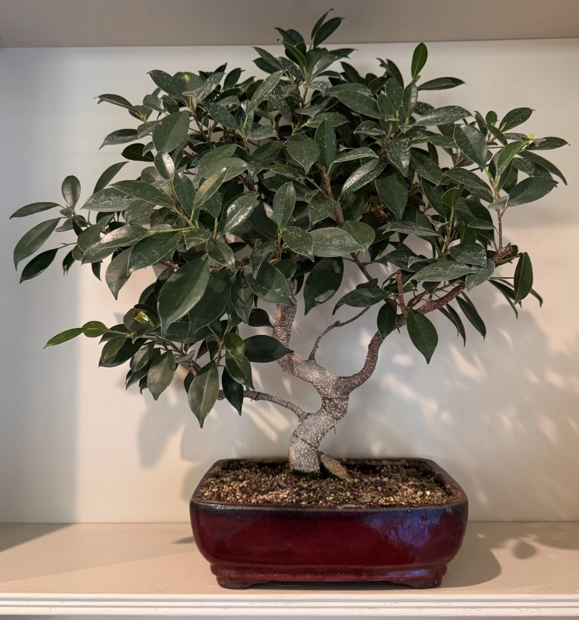 Green Island Ficus