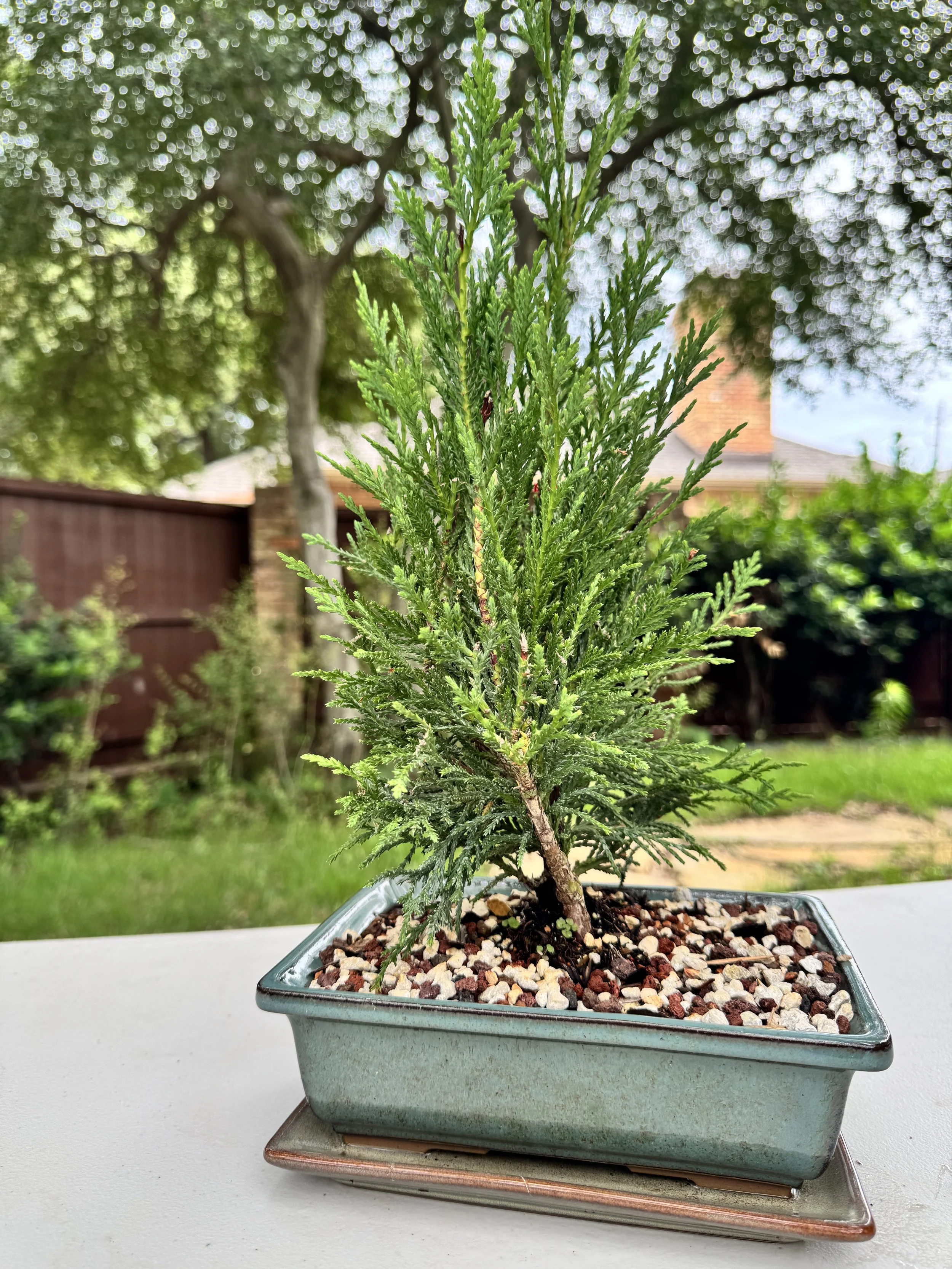 2-juniper-sea-green-5.JPG
