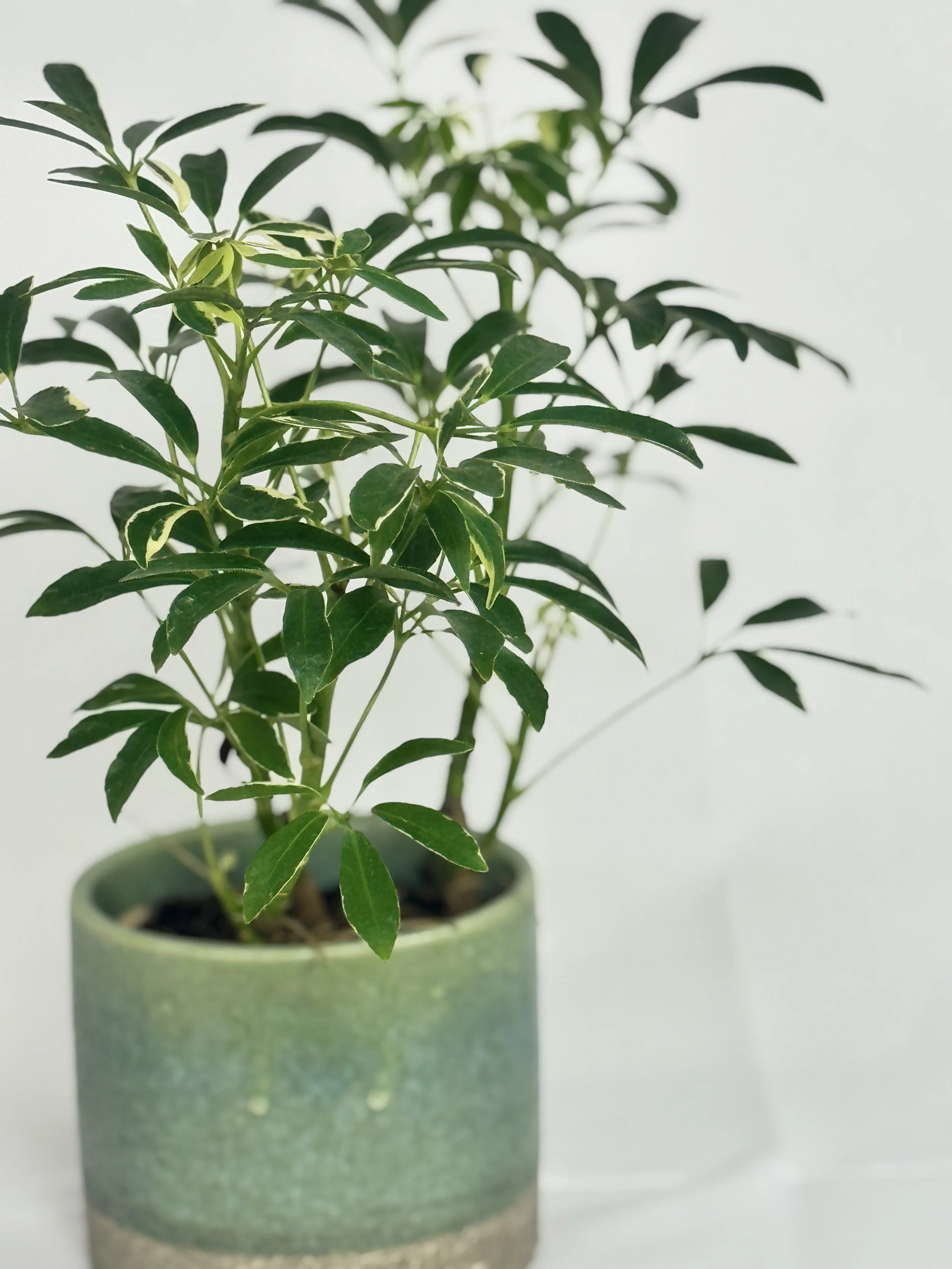scheffler-a1arboricola-4.jpg