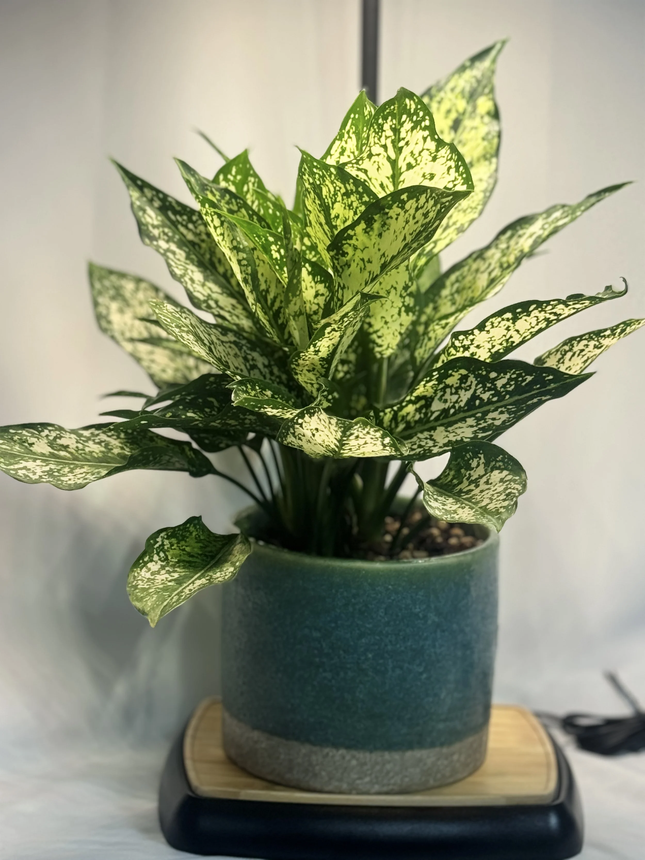 Aglaonema-2.jpg
