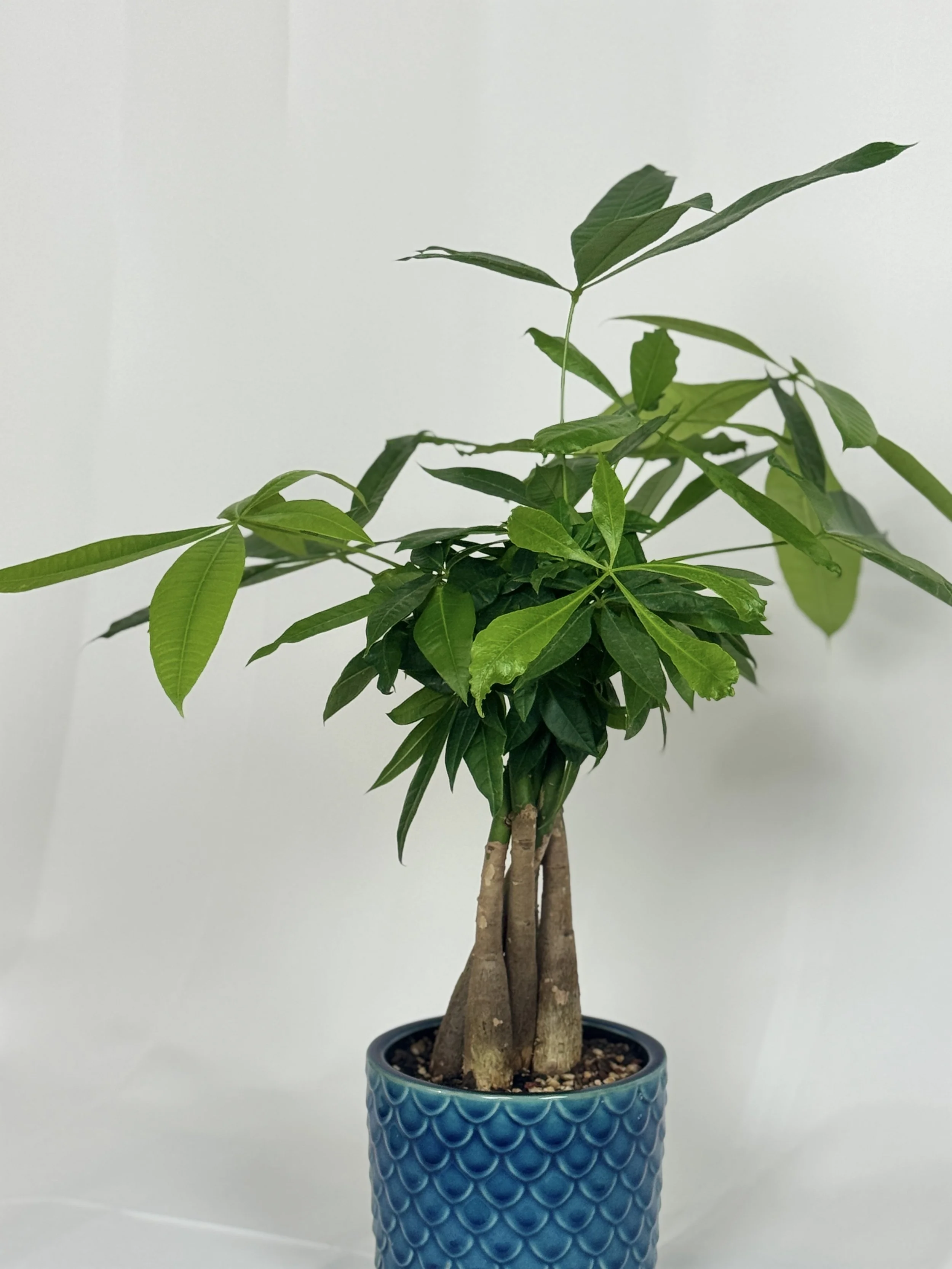 the-money-tree-2.jpg