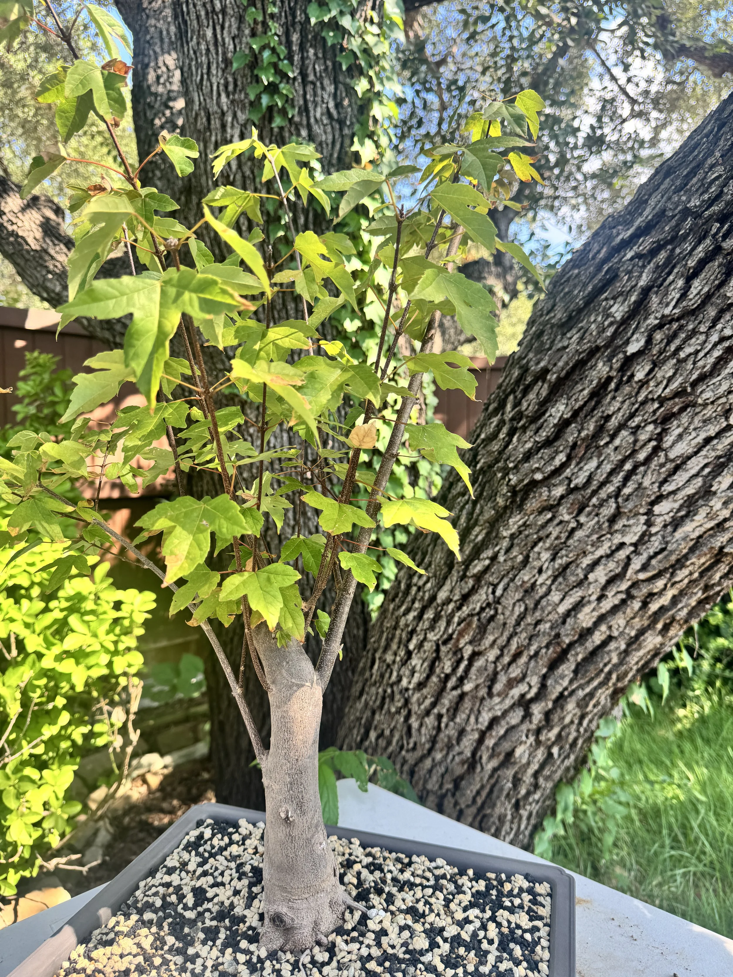 Trident-maple-tree-2.JPG