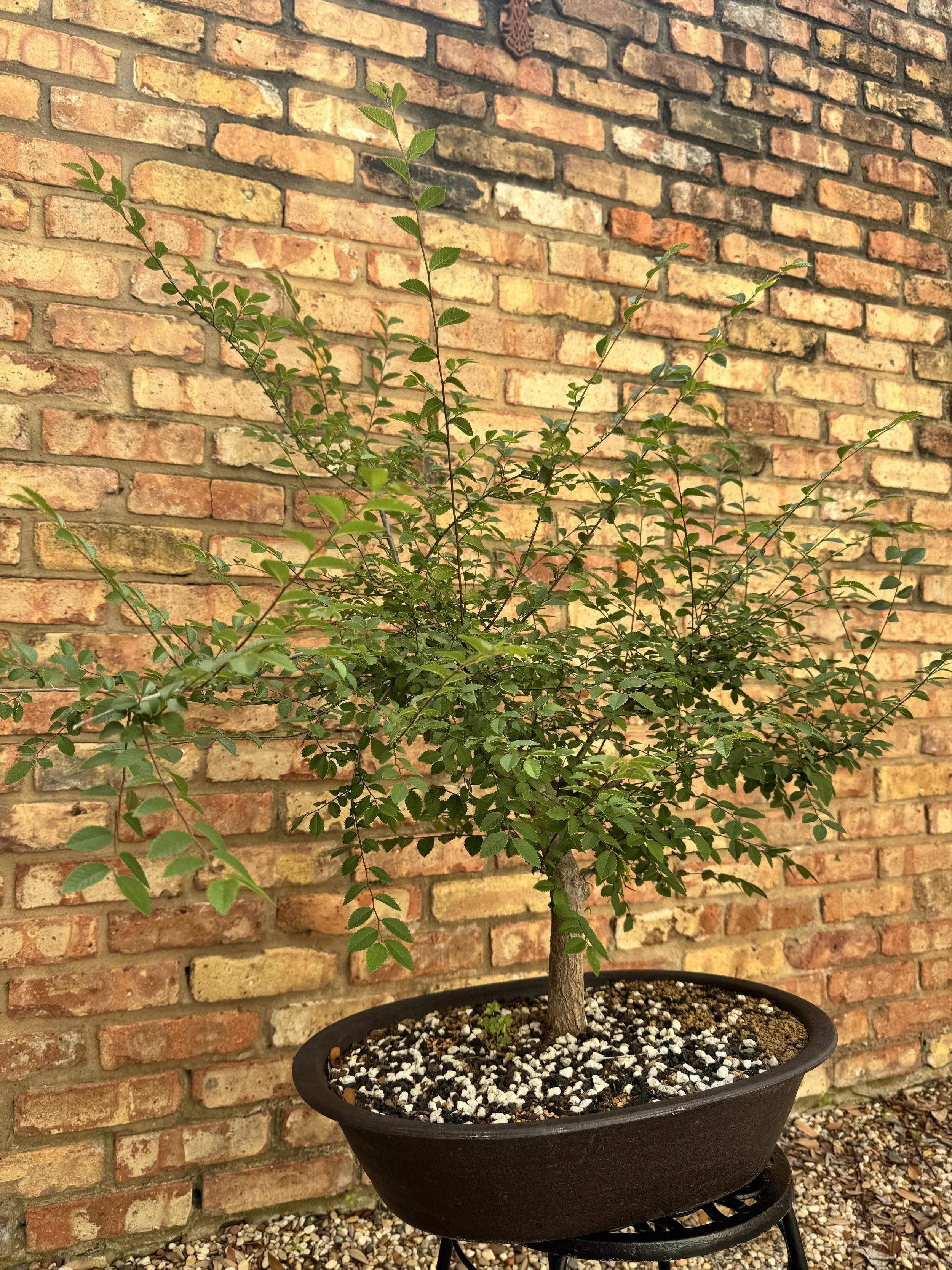 Chinese-Elm-2.JPG
