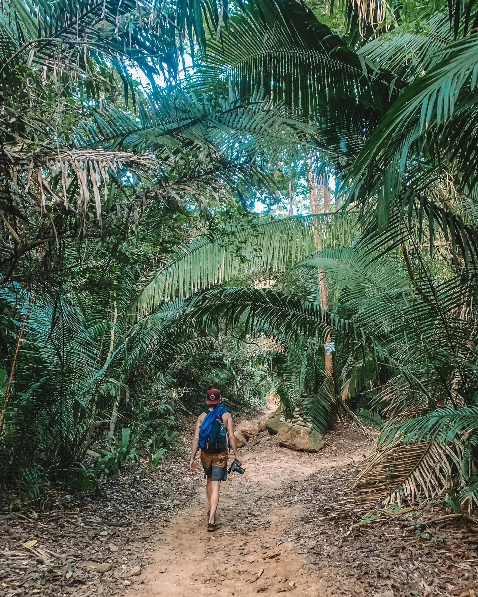 A person walking on a dirt trail through dense tropical jungle, carrying a backpack and holding a camera, surrounded by green palm leaves and thick foliage.