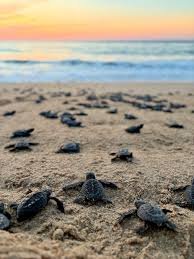 Small baby sea turtles on the sandy beach near the ocean at sunset.