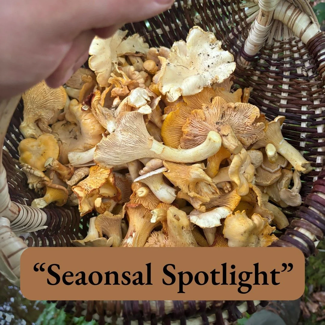 Seasonal Spotlight &mdash; Chanterelles

Autumn brings some of the most expressive ingredients of the year, and few are as treasured as wild chanterelles. Foraged from British woodlands from late summer through early winter, these golden mushrooms of