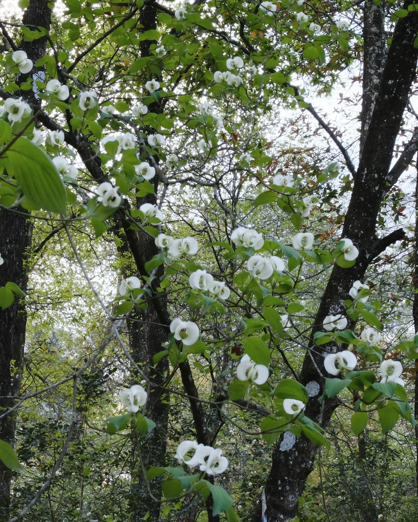 Currenly blooming: Corona de San Pedro (Cornus florida var. urbiniana) 🤍
&Aacute;rbol nativo que se encuentra en El Parque Ecol&oacute;gico Chipinque, florece solamente entre marzo y abril!!