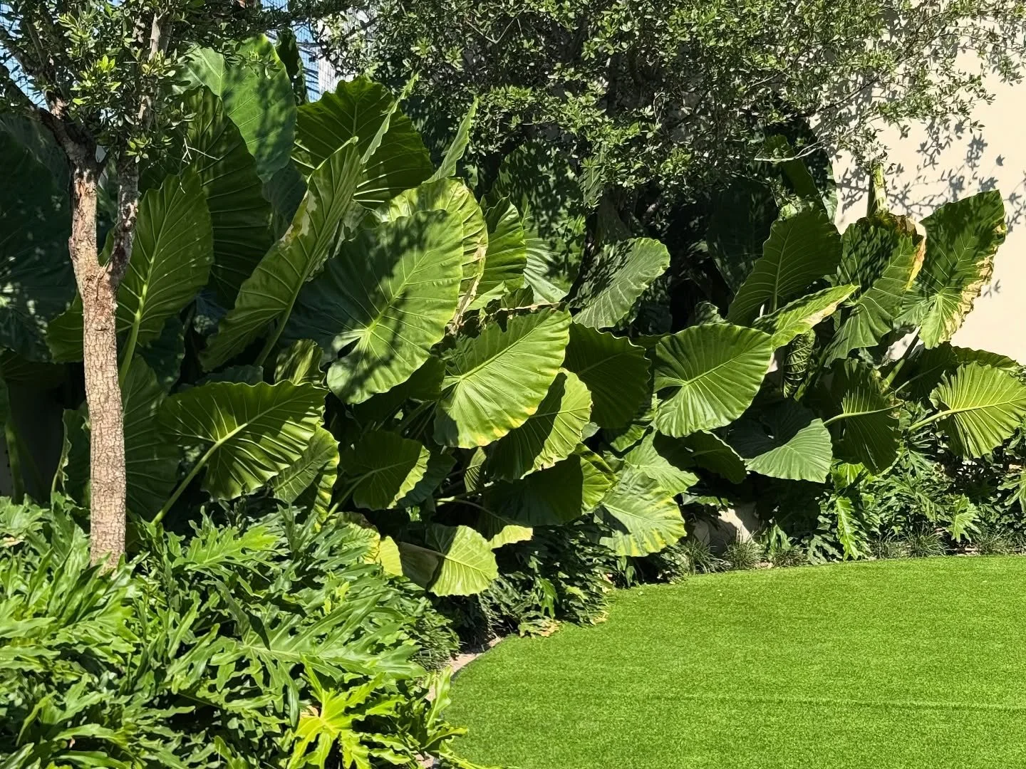 Sierra Verde 991 🤩 - 8 meses despu&eacute;s de plantarse!