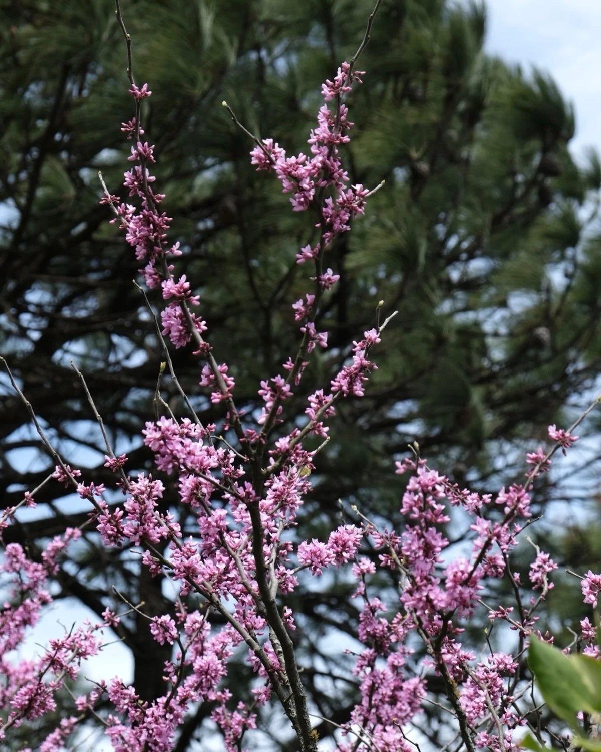 Duraznillo season coming your way! 
Cercis canadensis 🌸 #spring