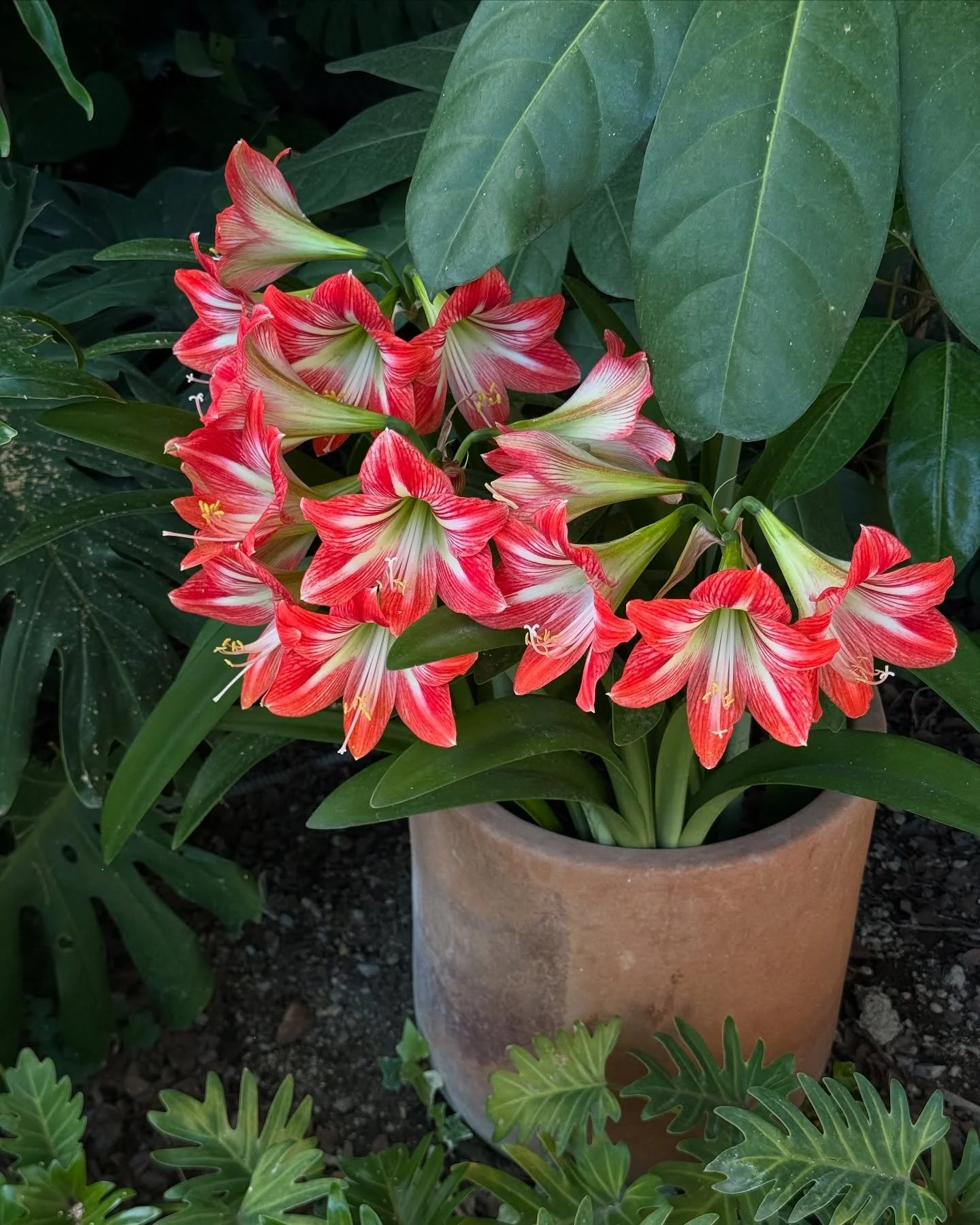 Lirio de Dolores en Primavera