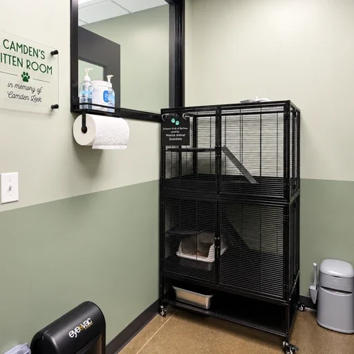 cat room 4.webp