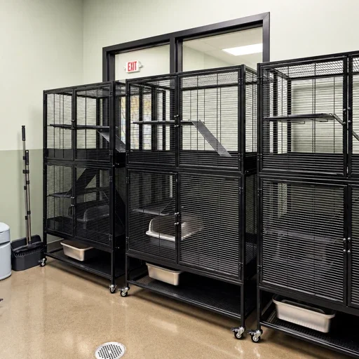 cat room 8.webp