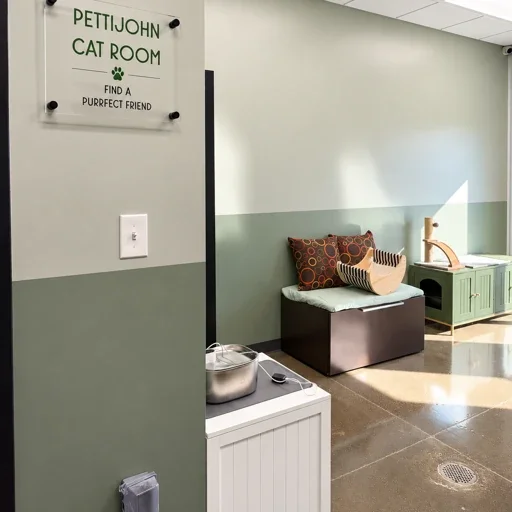cat room 3.webp