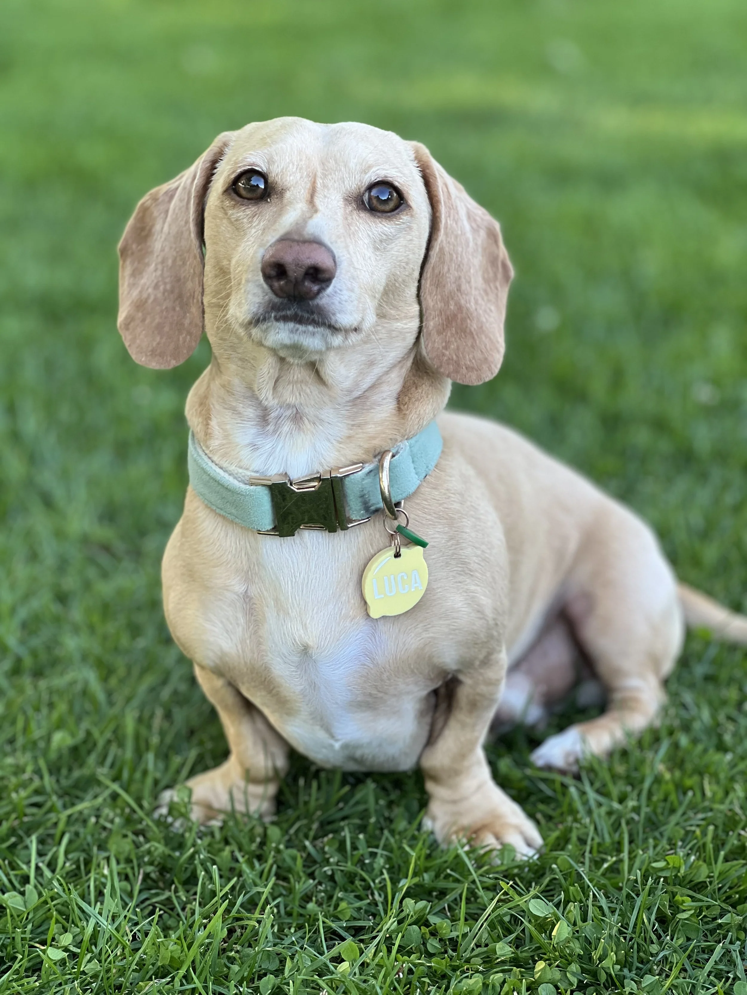 Trauma informed holistic counselling,  Vancouver counsellor , somatic therapist, mindfulness, connection