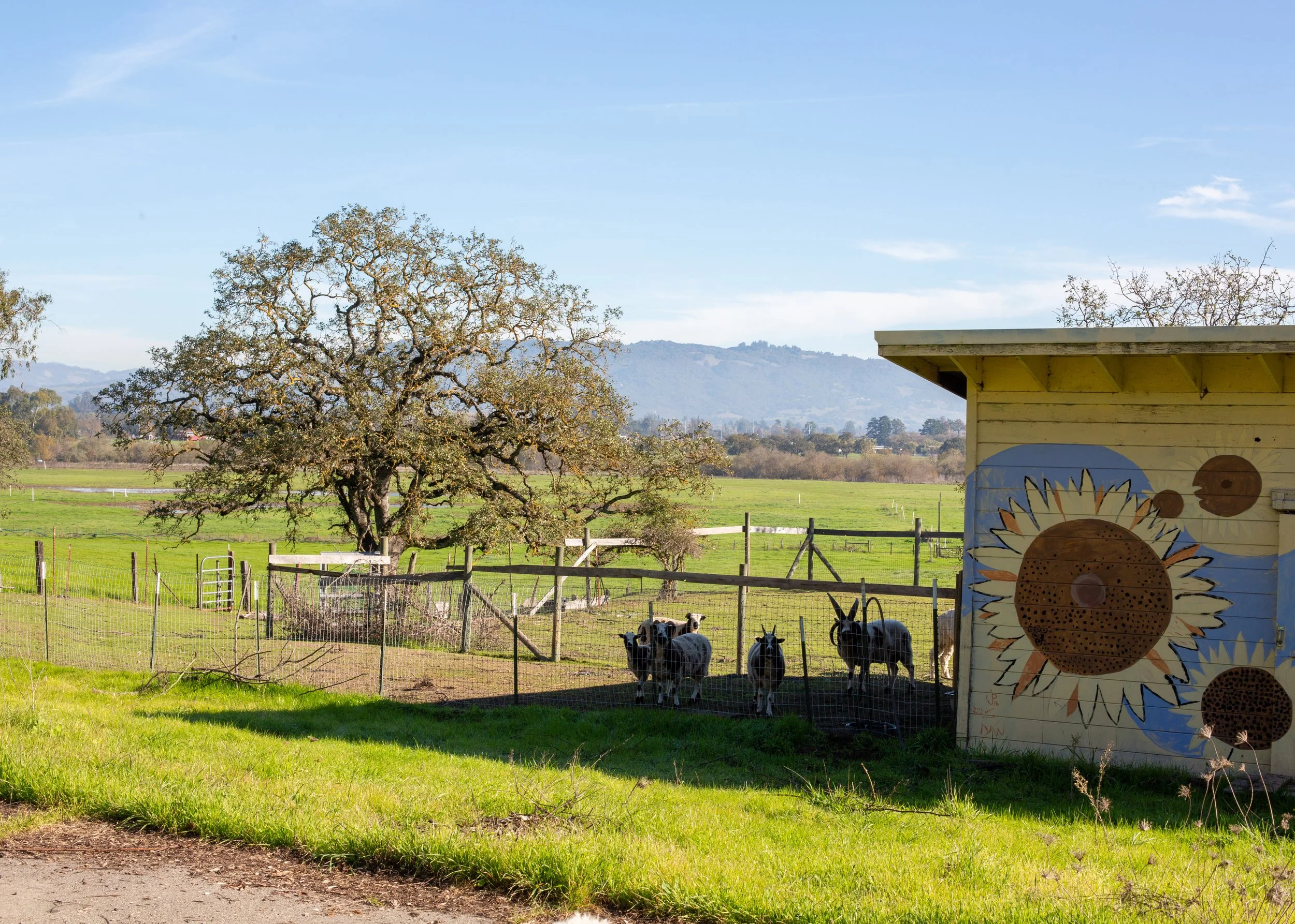 A rural farm scene with a large tree, a painted wooden structure with sunflower artwork, and a small herd of goats behind a fence on a sunny day.