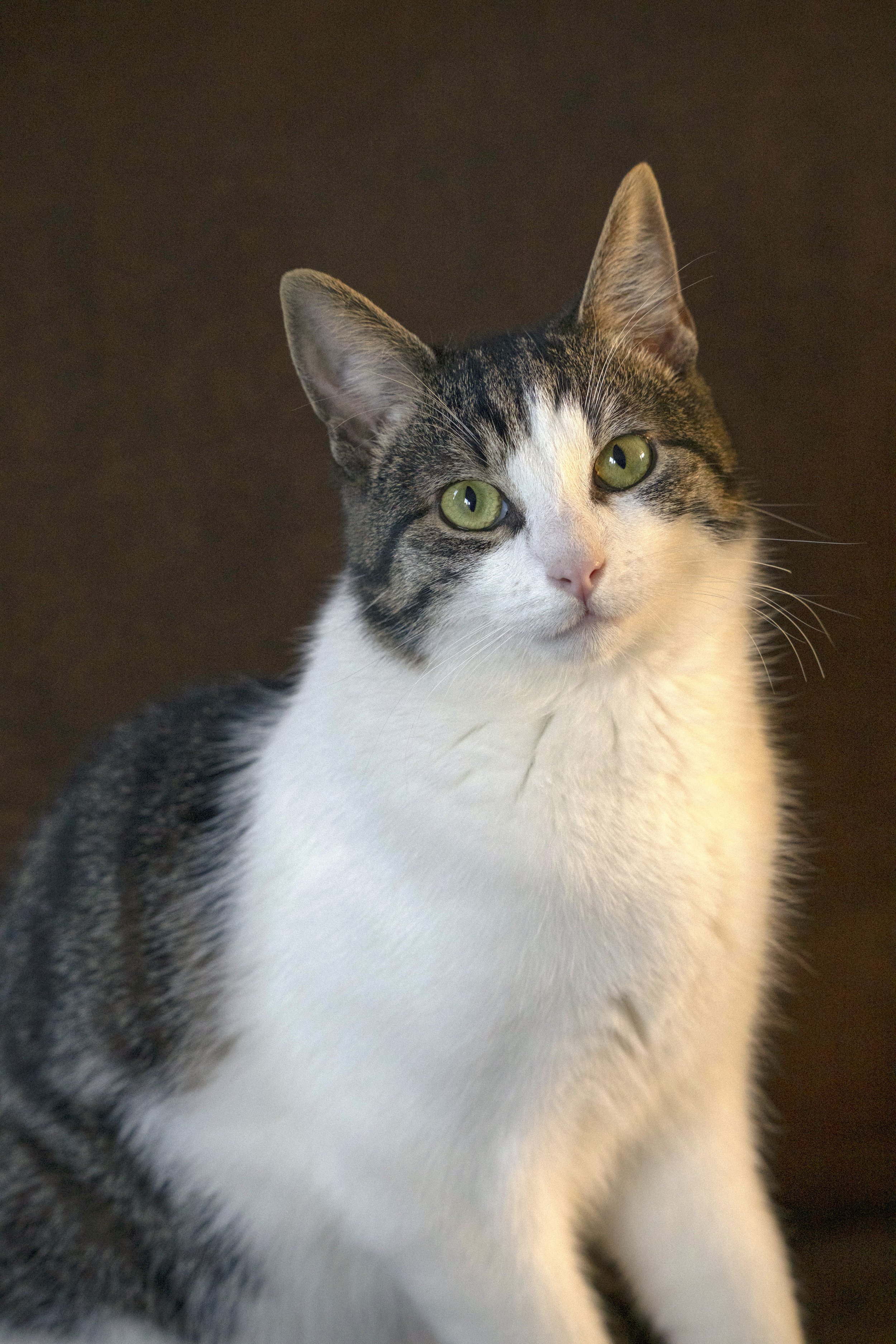 Close-up van een kat met groene ogen, wit en grijs gestreept vacht, tegen een donkere achtergrond.