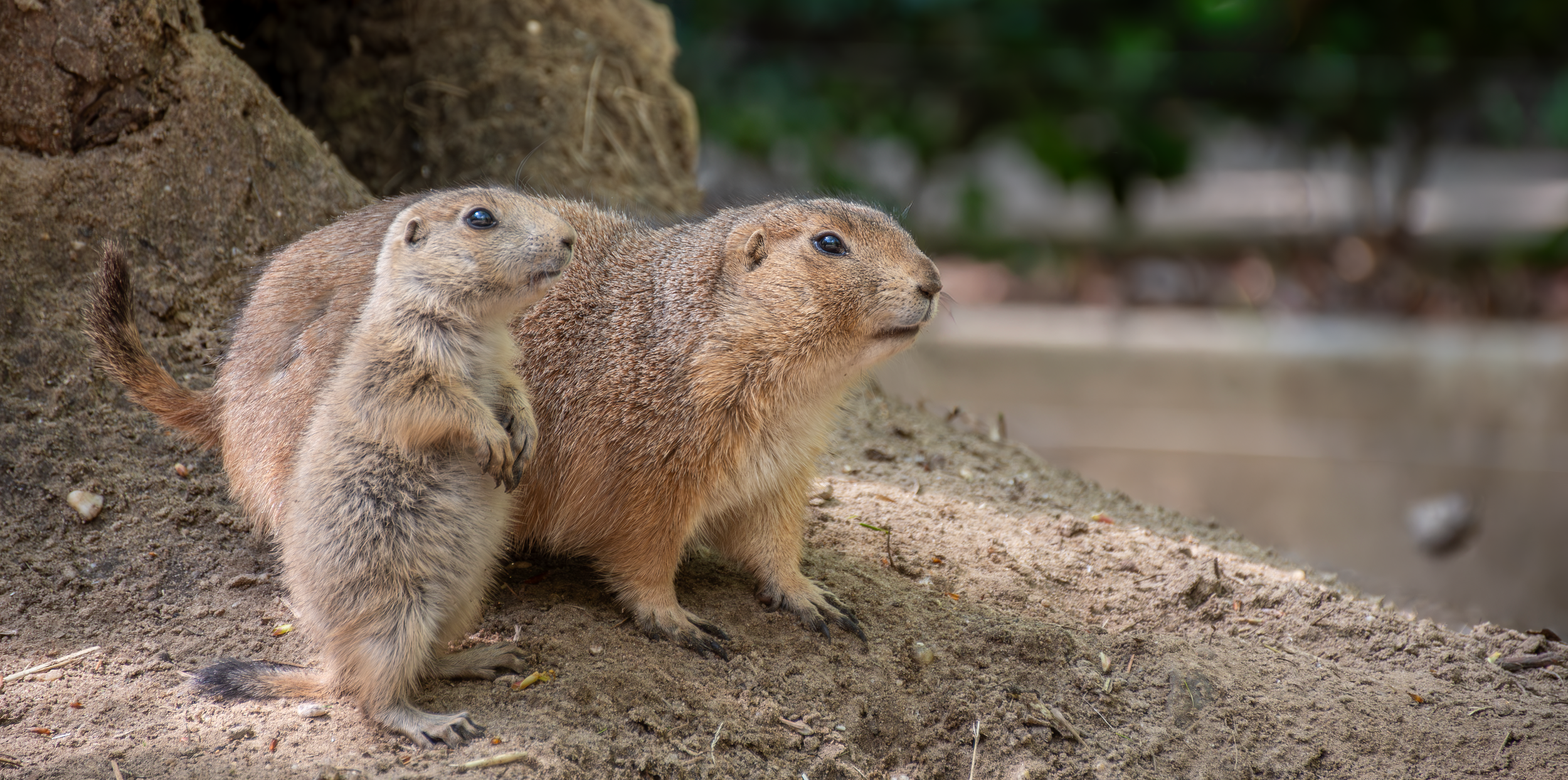 Twee prairiehonden op de grond, met een rots en groen struikgewas op de achtergrond.