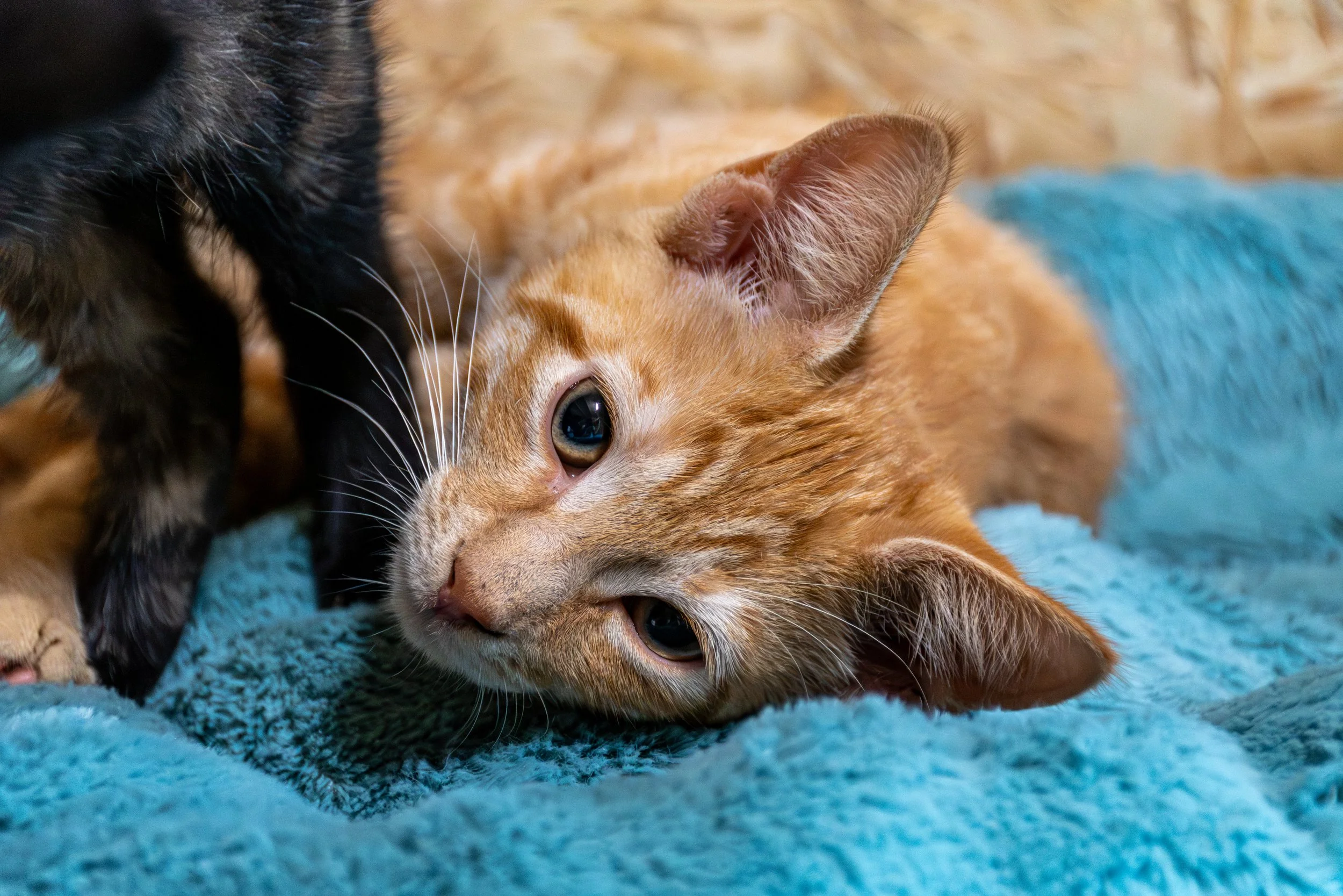 FL-D-020-Kittens.jpg