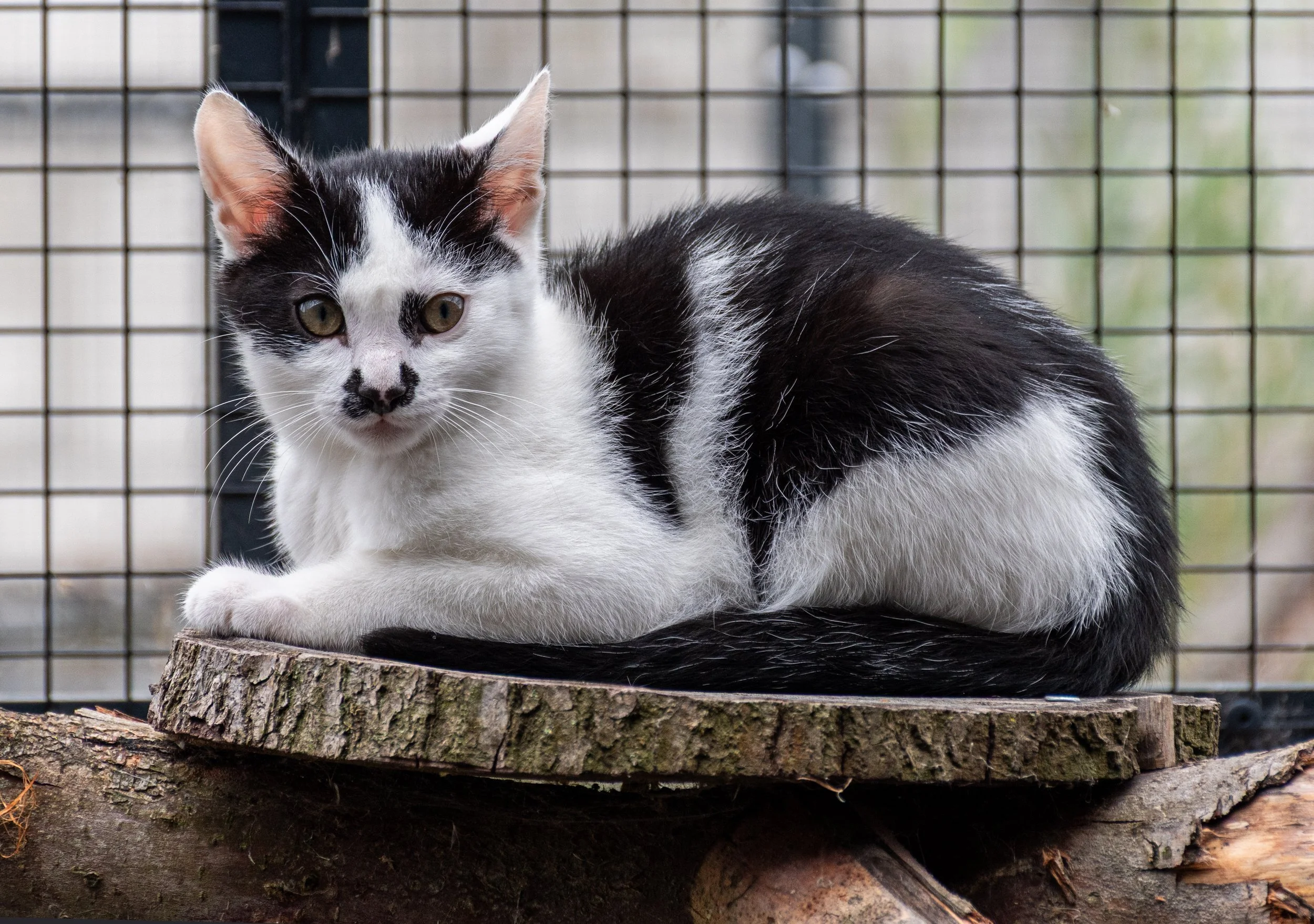 FL-D-017-Kittens.jpg