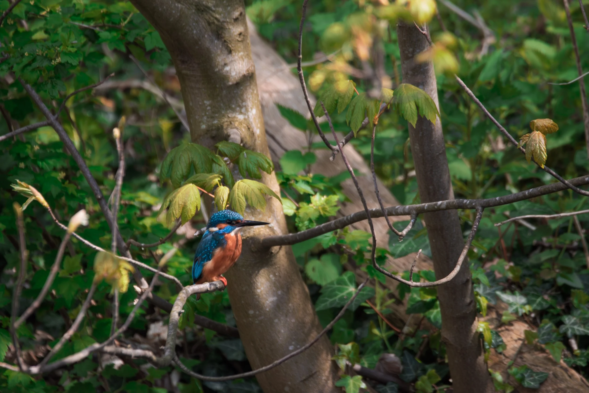 Kingfisher27Apr2023.jpg