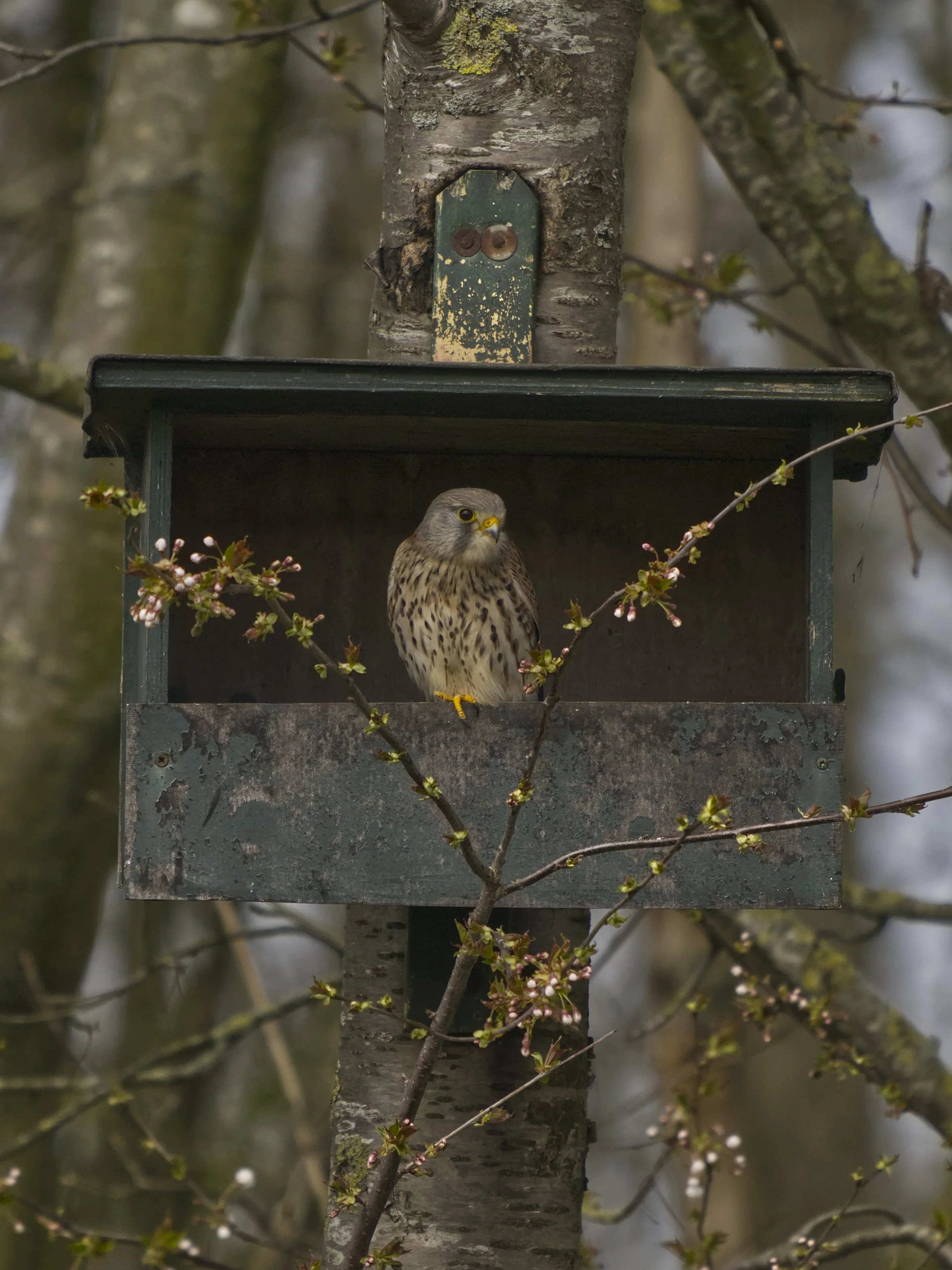 Torenvalk in de natuur - 2026