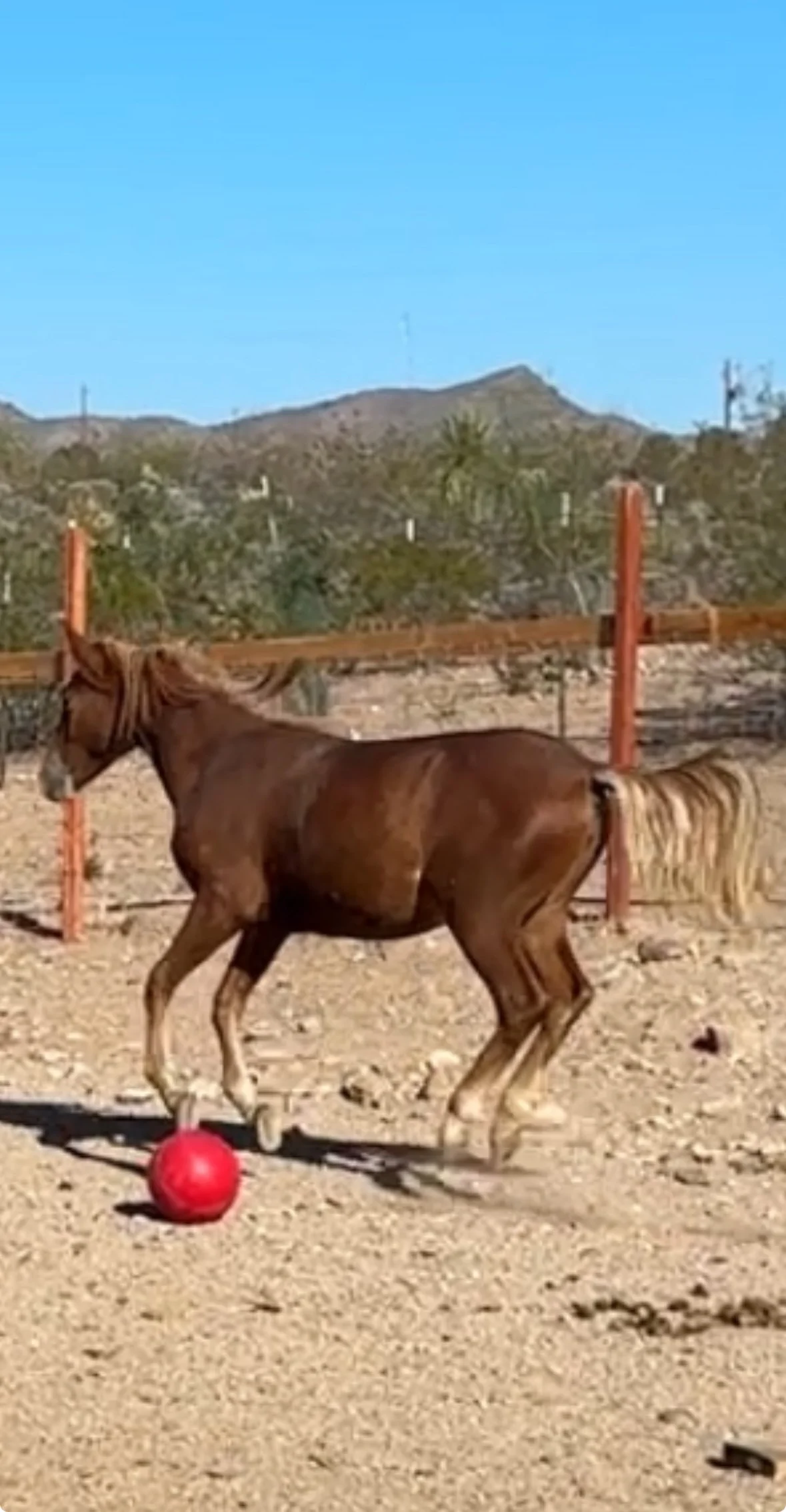 Journey playing soccer - training has begun for her to become some lucky little girl's first pretty little pony