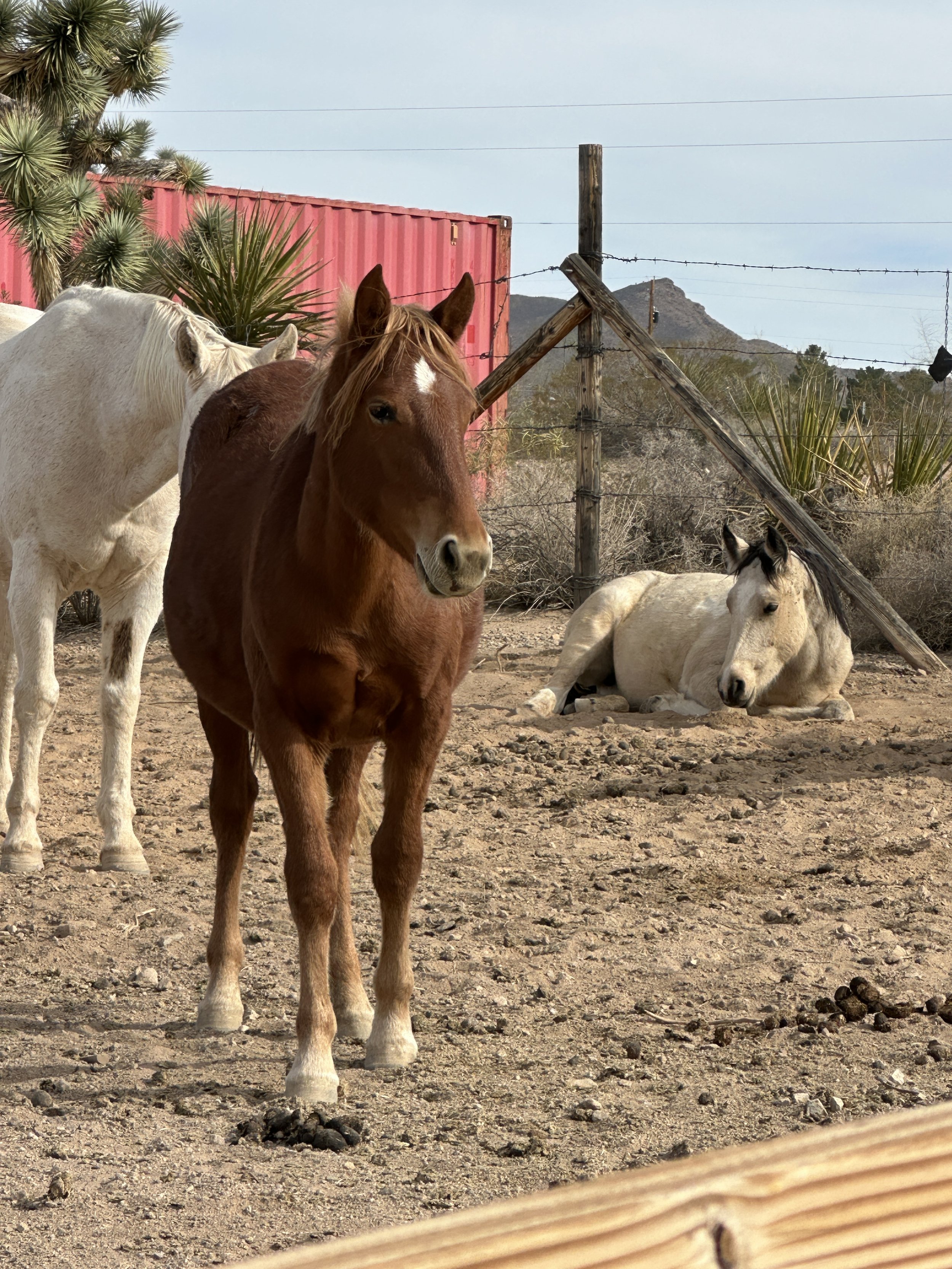 Meet Journey our first reservation rescue and Harmony resting in the background -safe and content