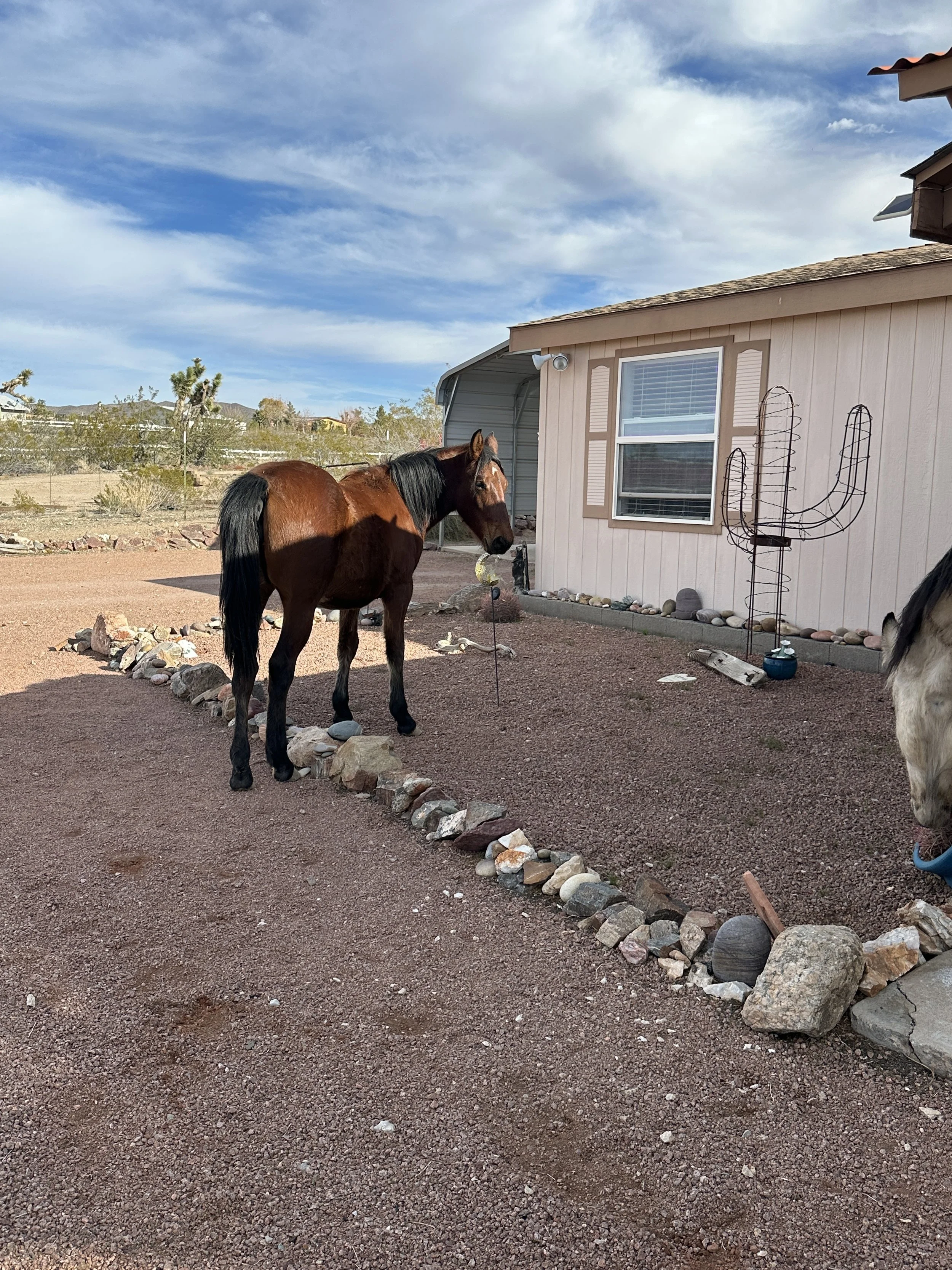 Sponsor this beautiful Mustang:
$25 per month
$50 per month 
$100 per month