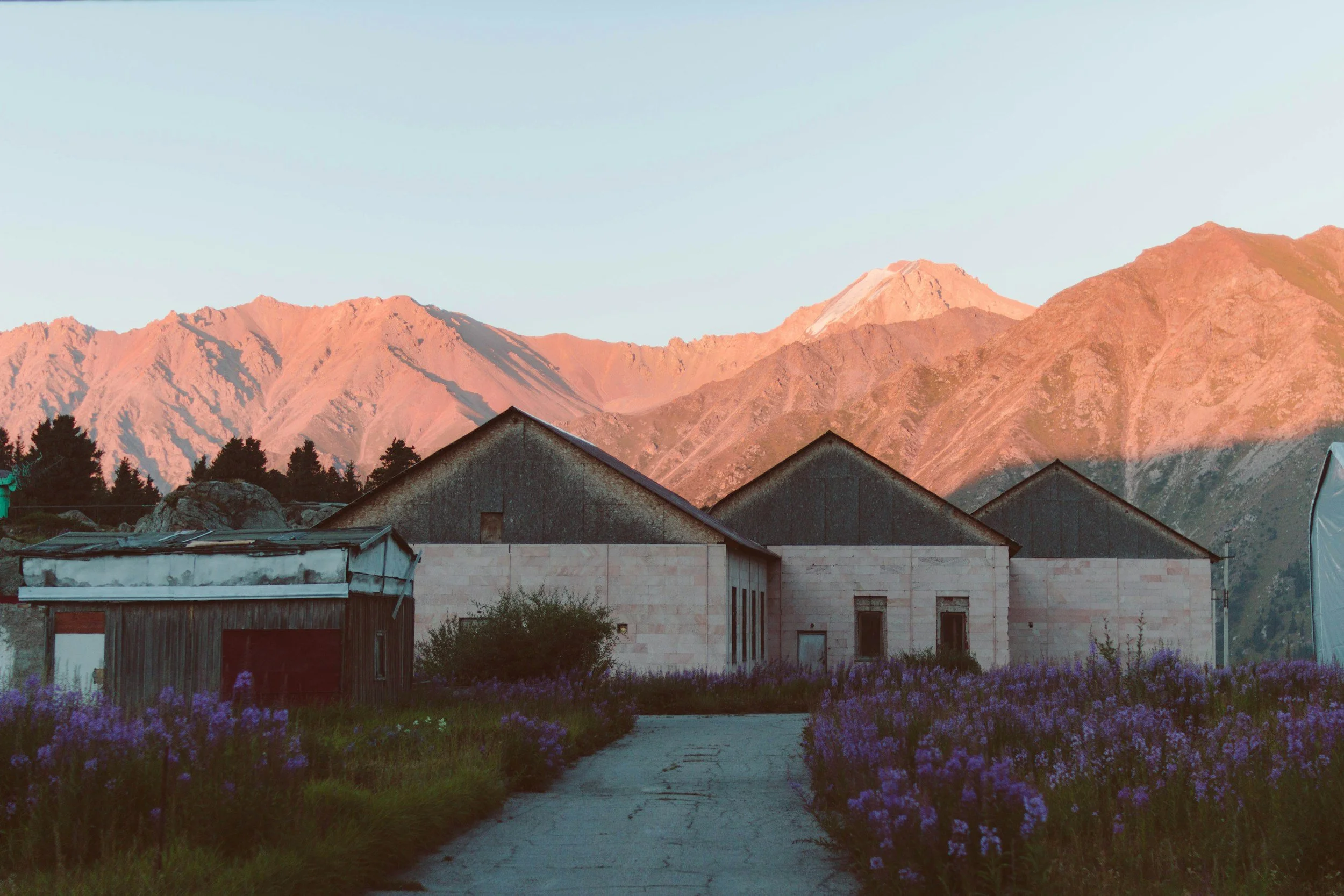 A rural scene with a pathway leading to a house, surrounded by purple flowers, with mountains in the background during sunset