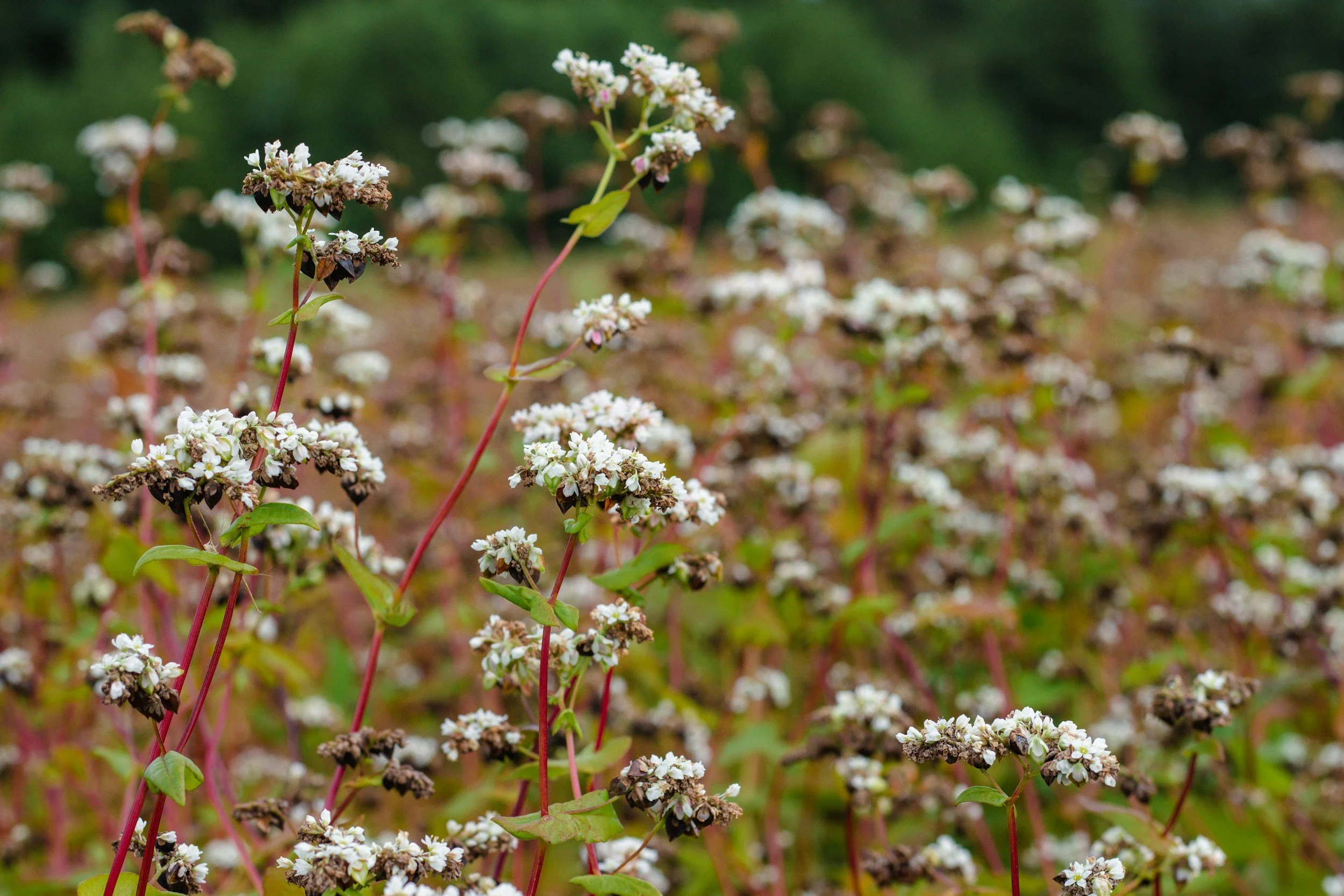 A field of small buckwheat flowers in a Heritage garden in Yakima Valley.