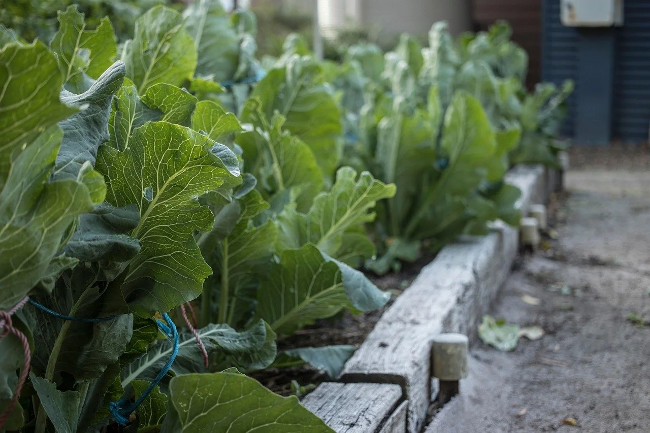 Kitchen vegetable garden with leafy greens growing in raised wooden beds.