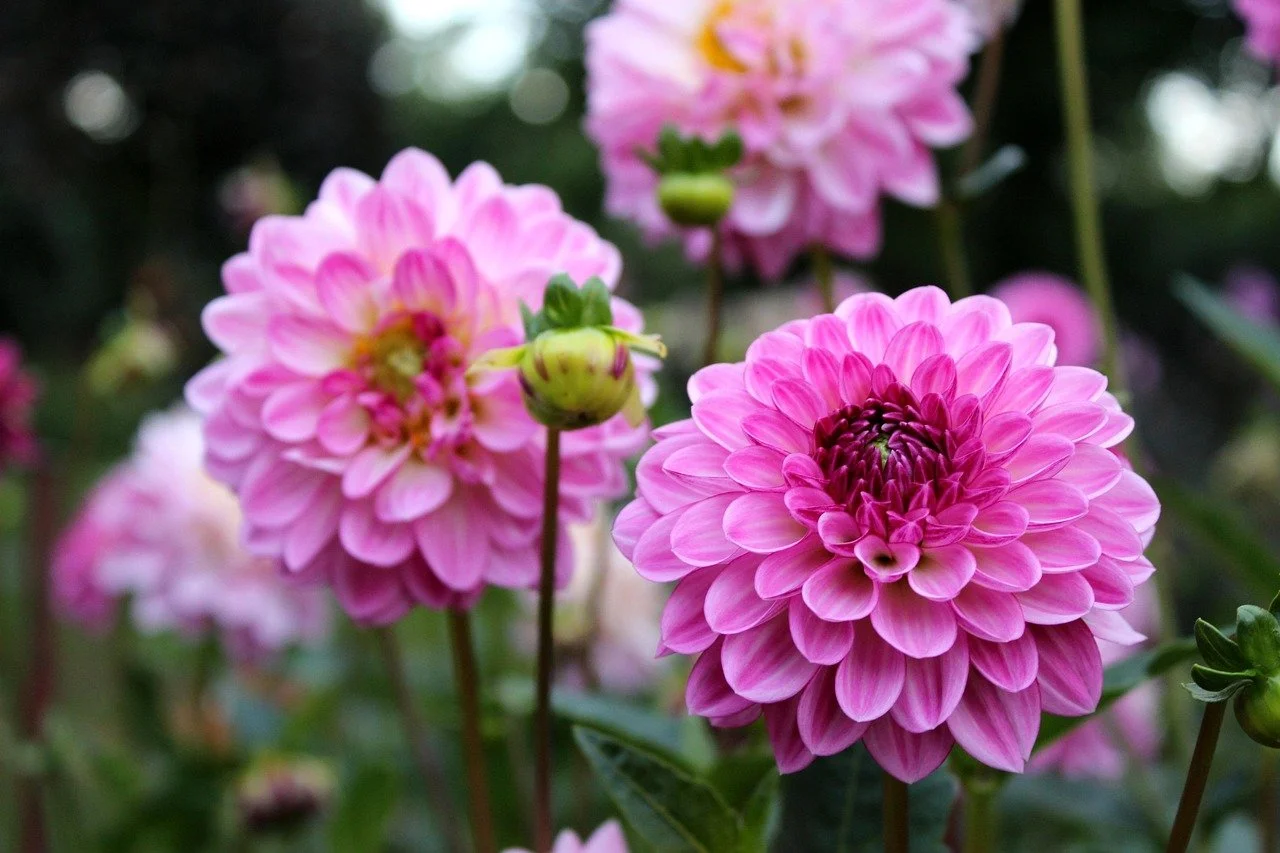 Close-up of pink dahlias in a cut flower garden with green foliage in the background.