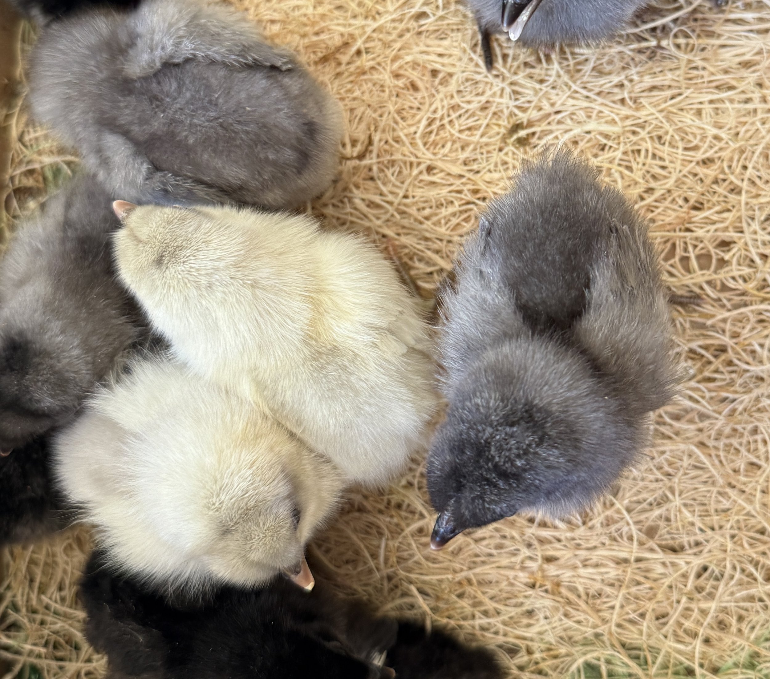 PRE-ORDER TBF Silverudd’s Blue Chicks