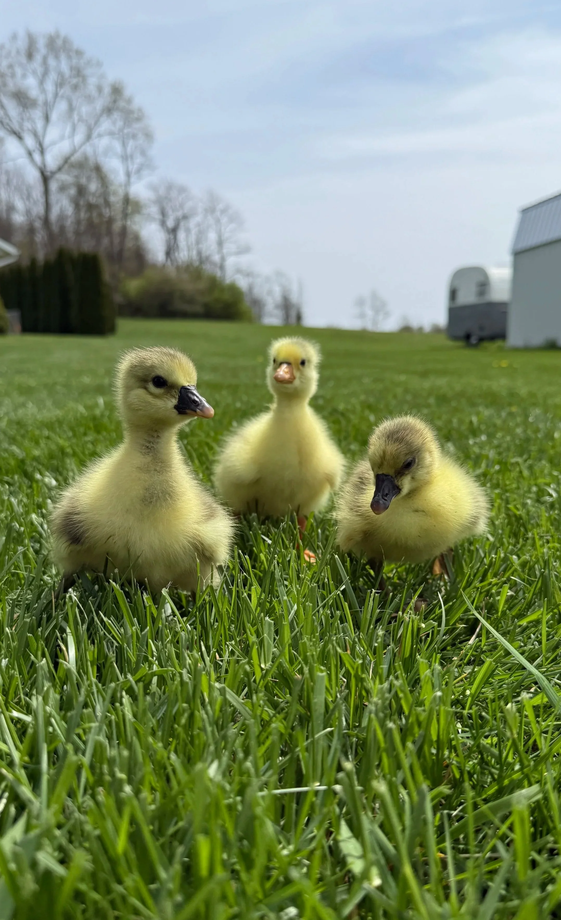 PRE-ORDER TBF Goslings