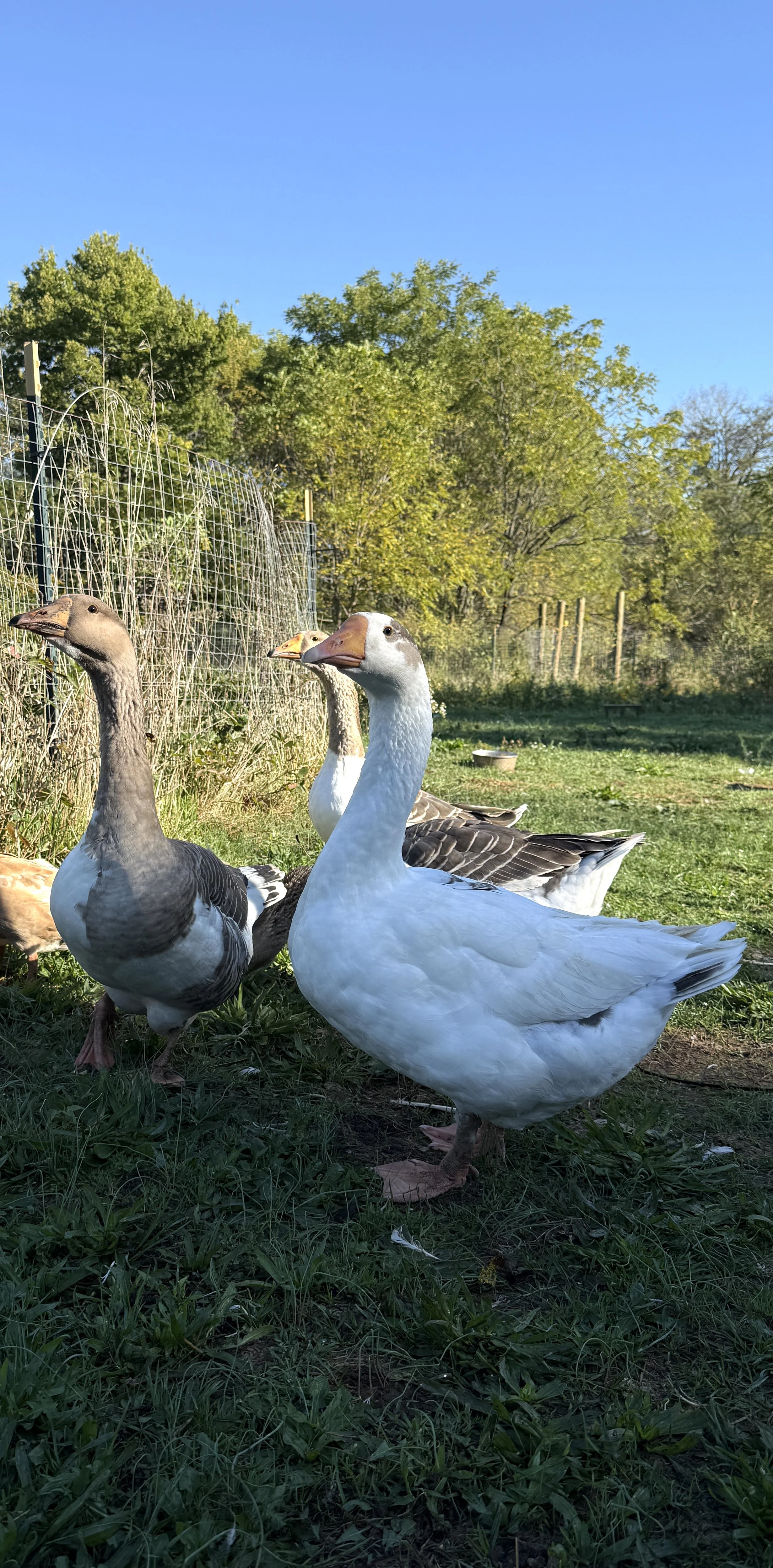 PRE-ORDER TBF Goslings