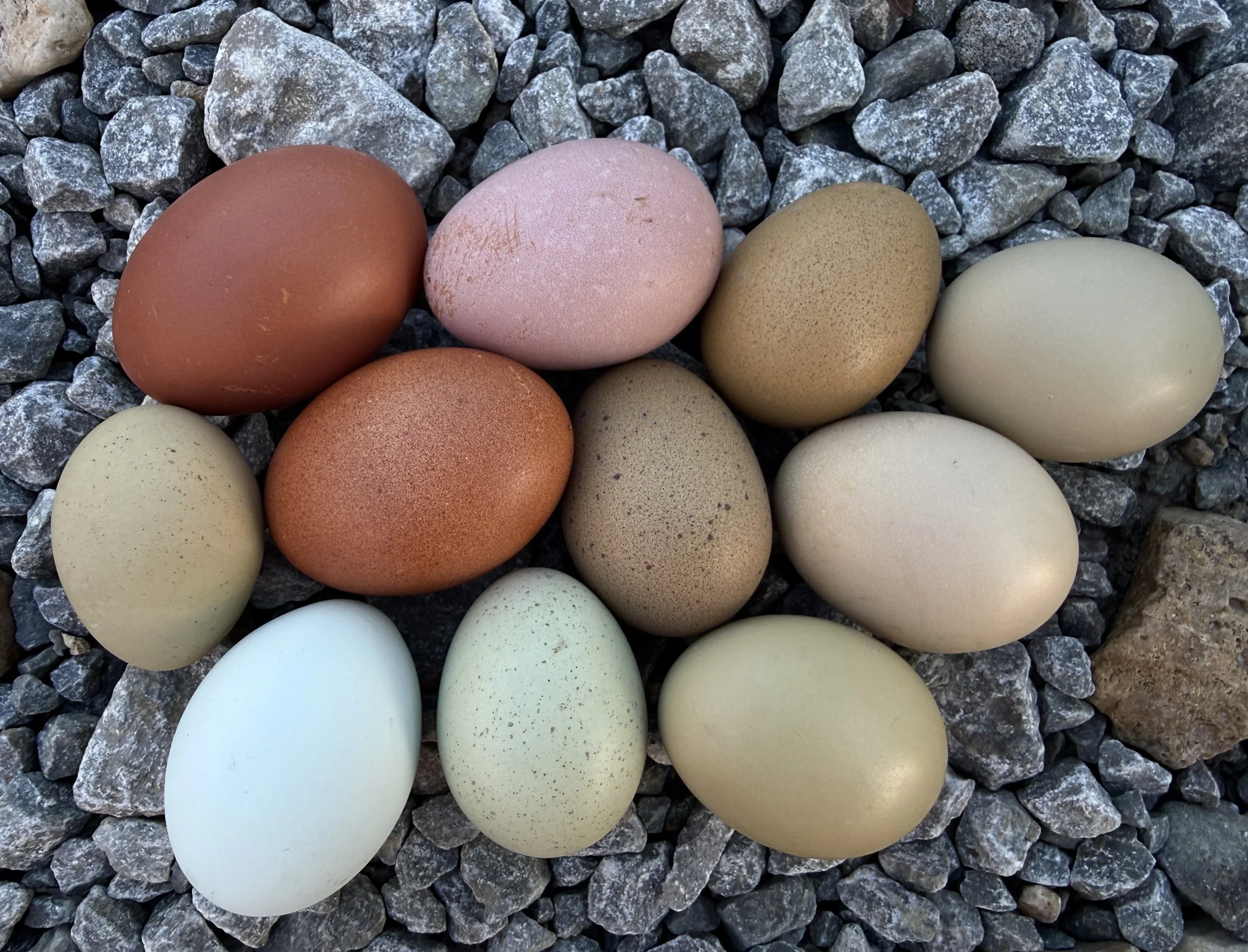 PRE-ORDER Rainbow Hatching Eggs