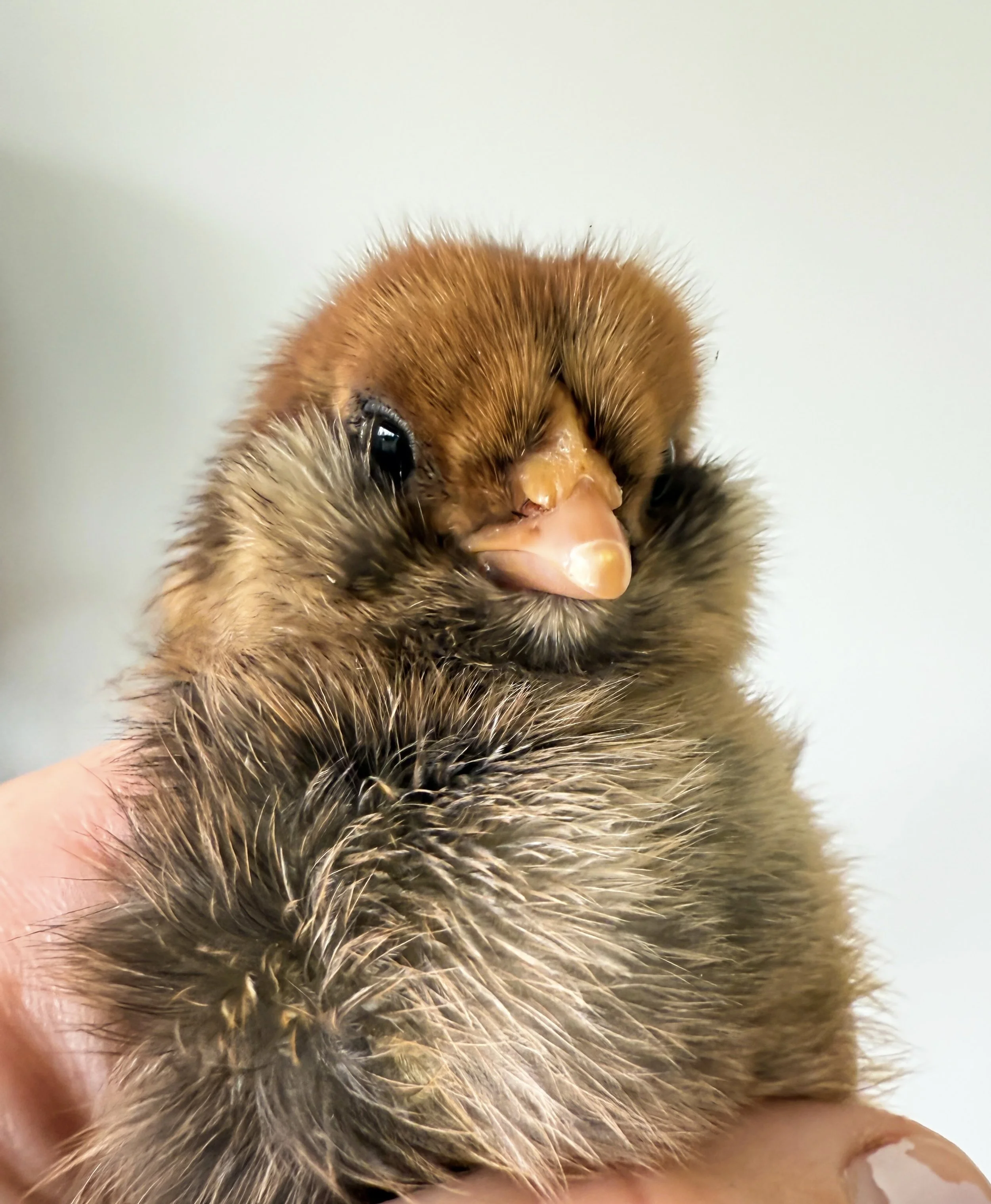 PRE-ORDER TBF Chicks