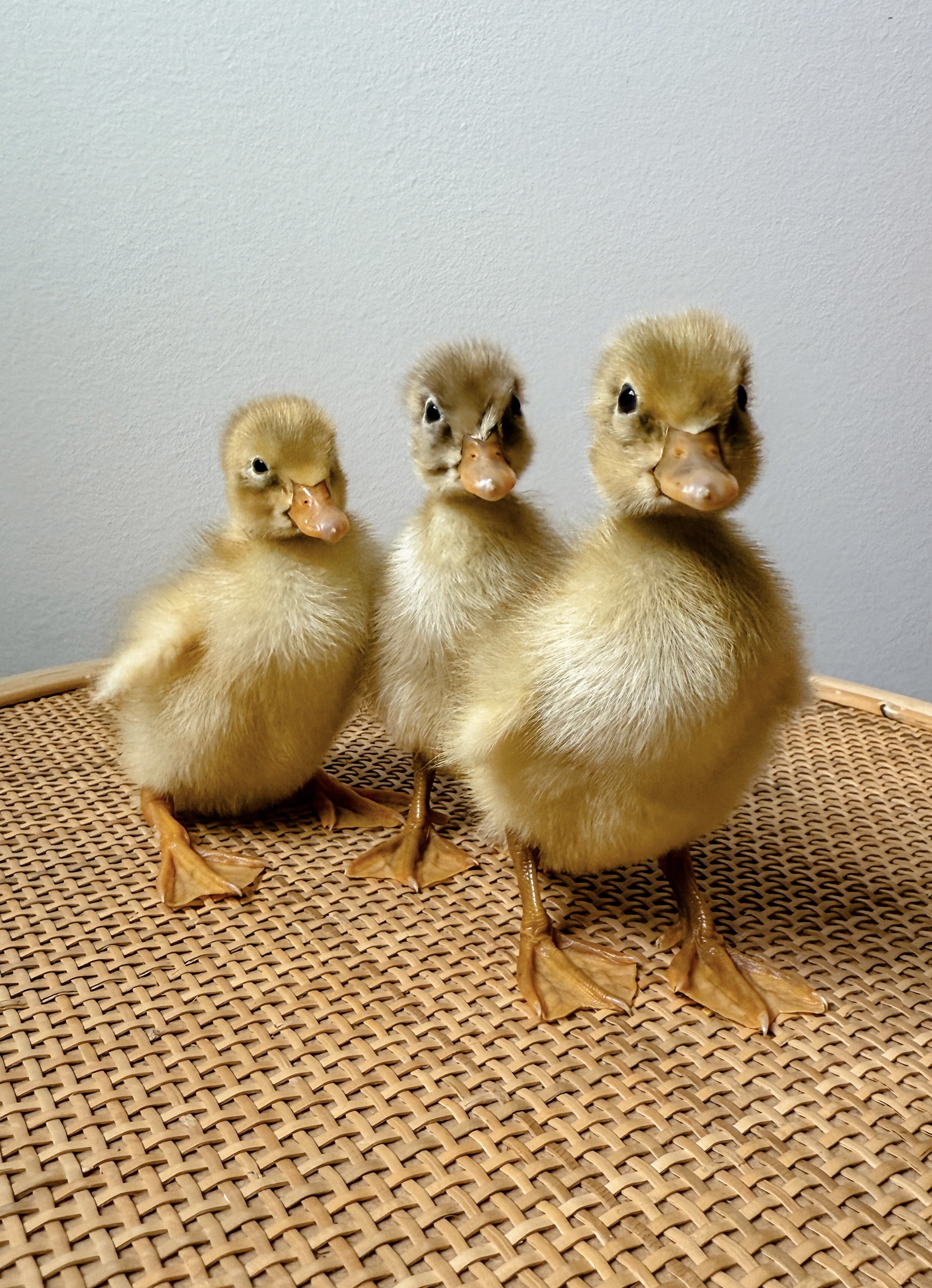 PRE-ORDER TBF Ducklings